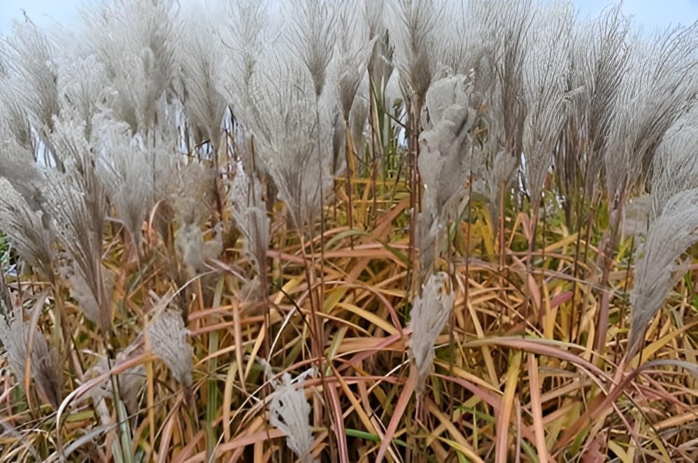 Ziergras Miscanthus sinensis 'Malepartus' im XXL Topf, hohe Staude mit schmalen Blättern, von Stauden Gänge.