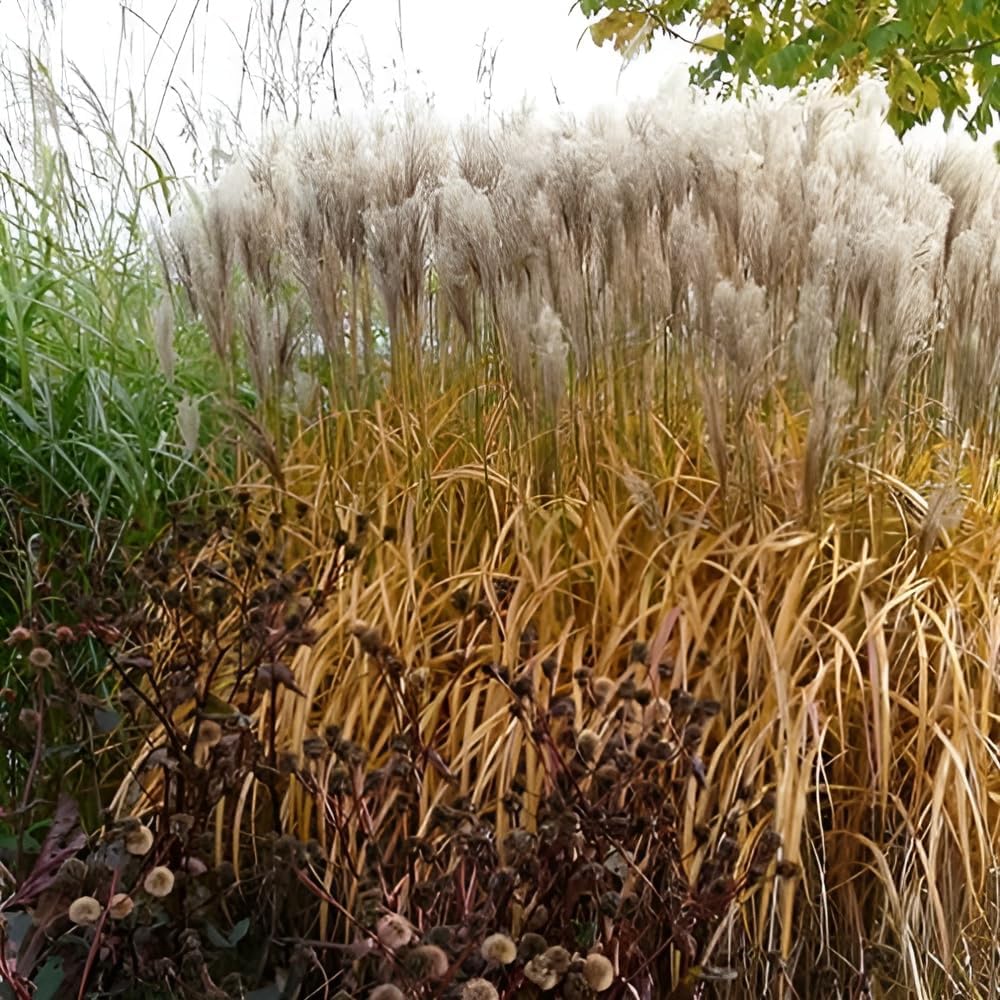 Ziergras Miscanthus sinensis 'Malepartus' in XXL Topf, Stauden Gänge, mit langen, feinen Blättern und goldfarbenen Halmen.