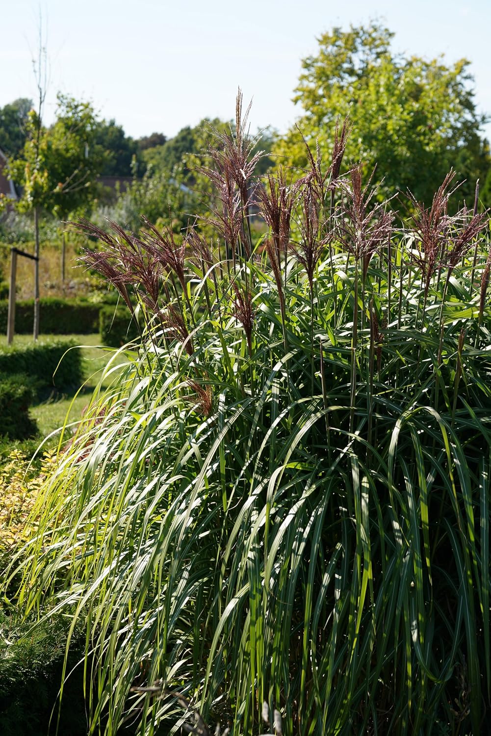 Ziergras Miscanthus sinensis 'Malepartus' in XXL Topf, Stauden Gänge, mit langen silbrigen Blättern und eleganter Wuchsform