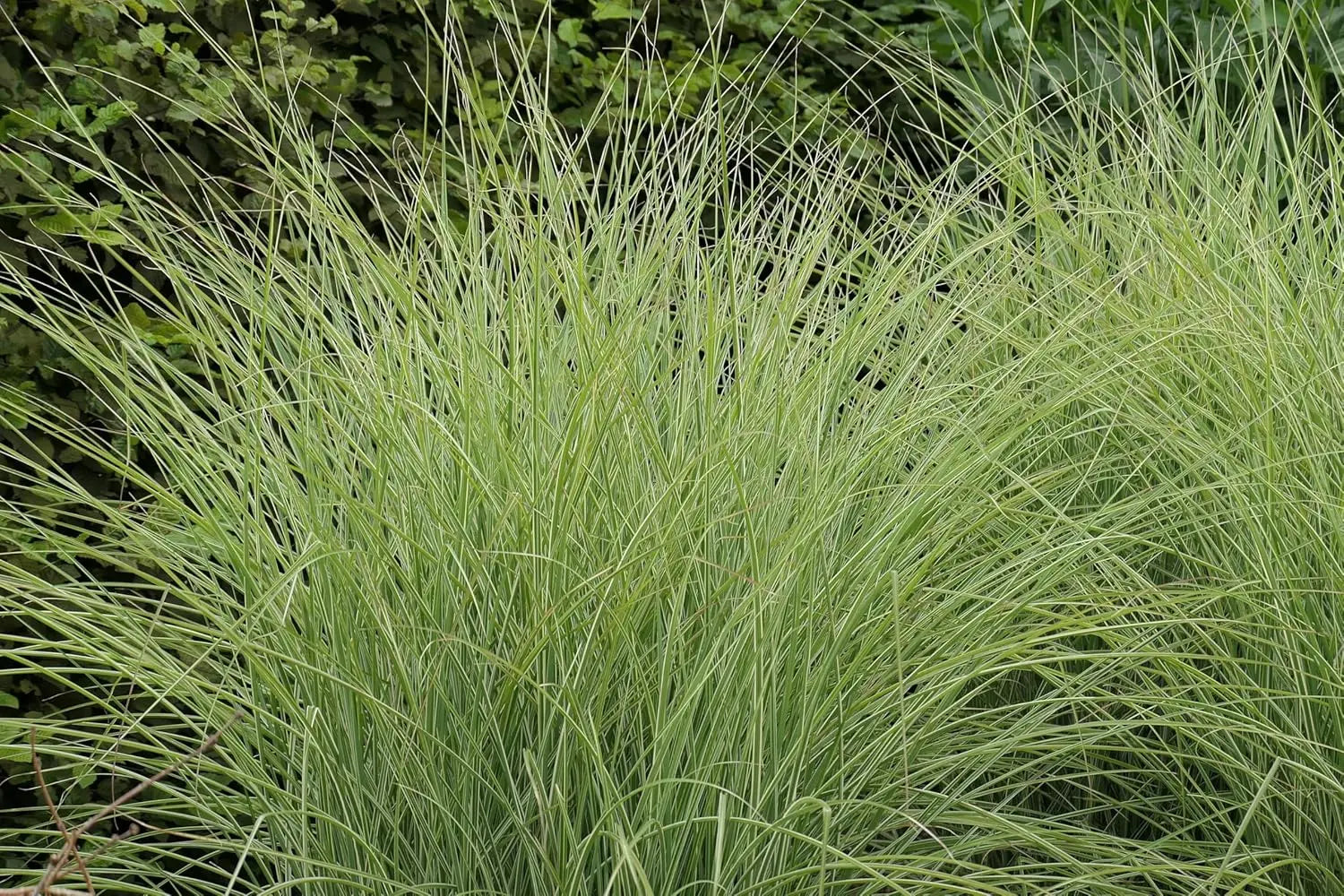 Buntes Chinaschilf Miscanthus sinensis 'Morning Light' als Ziergras, mit hellen, gefiederten Blättern, von Stauden Gänge.
