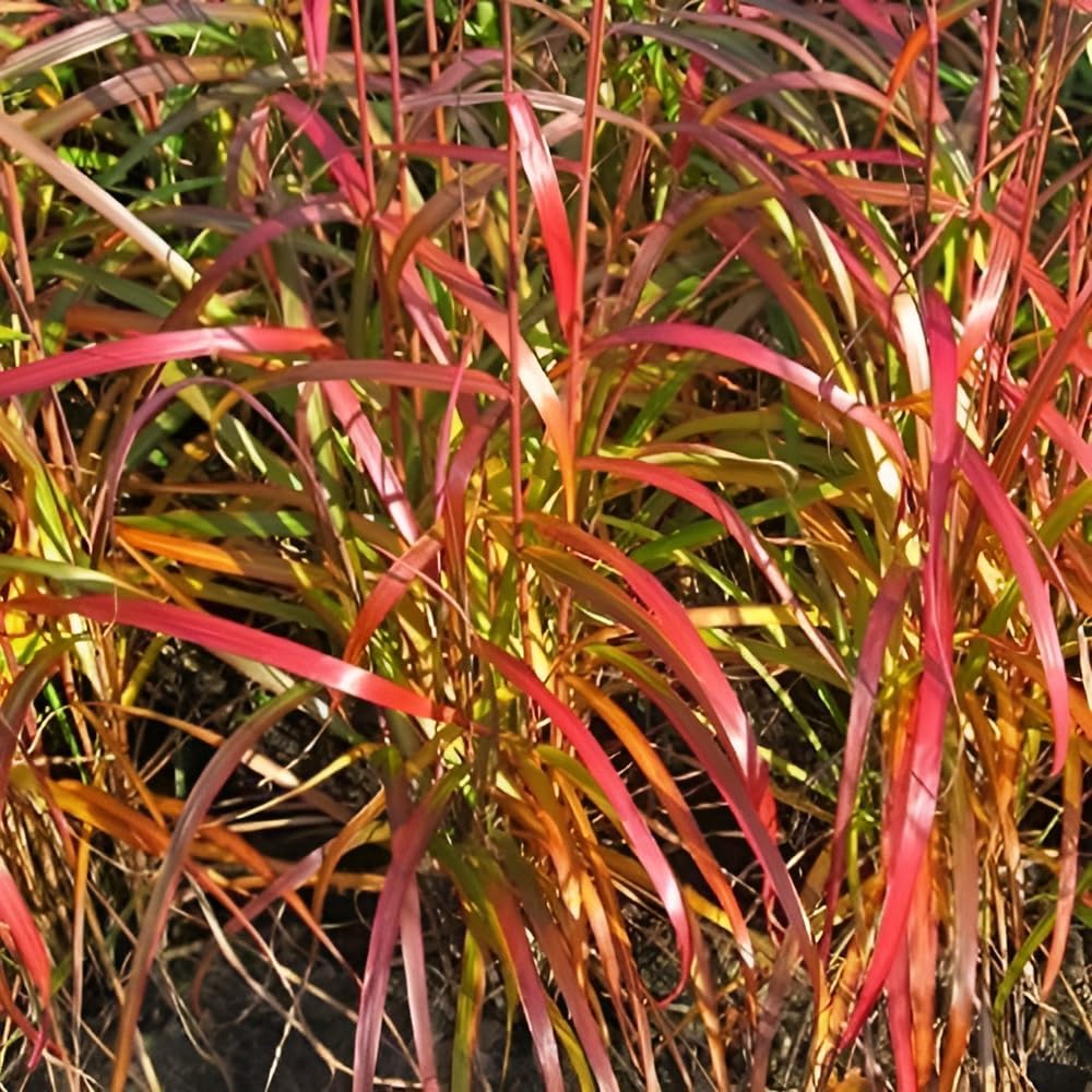 Ziergras Miscanthus sinensis 'Navajo' von Stauden Gänge, hohe Gräser mit silbrig-grünen Blättern und eleganter Wuchs.