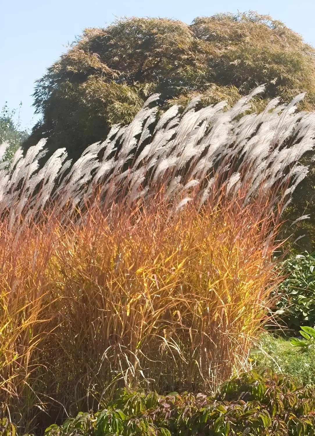 Ziergras Miscanthus sinensis 'Purpurascens' in XXL Topf, Stauden Gänge, mit lila Blättern und hohen Halmen.
