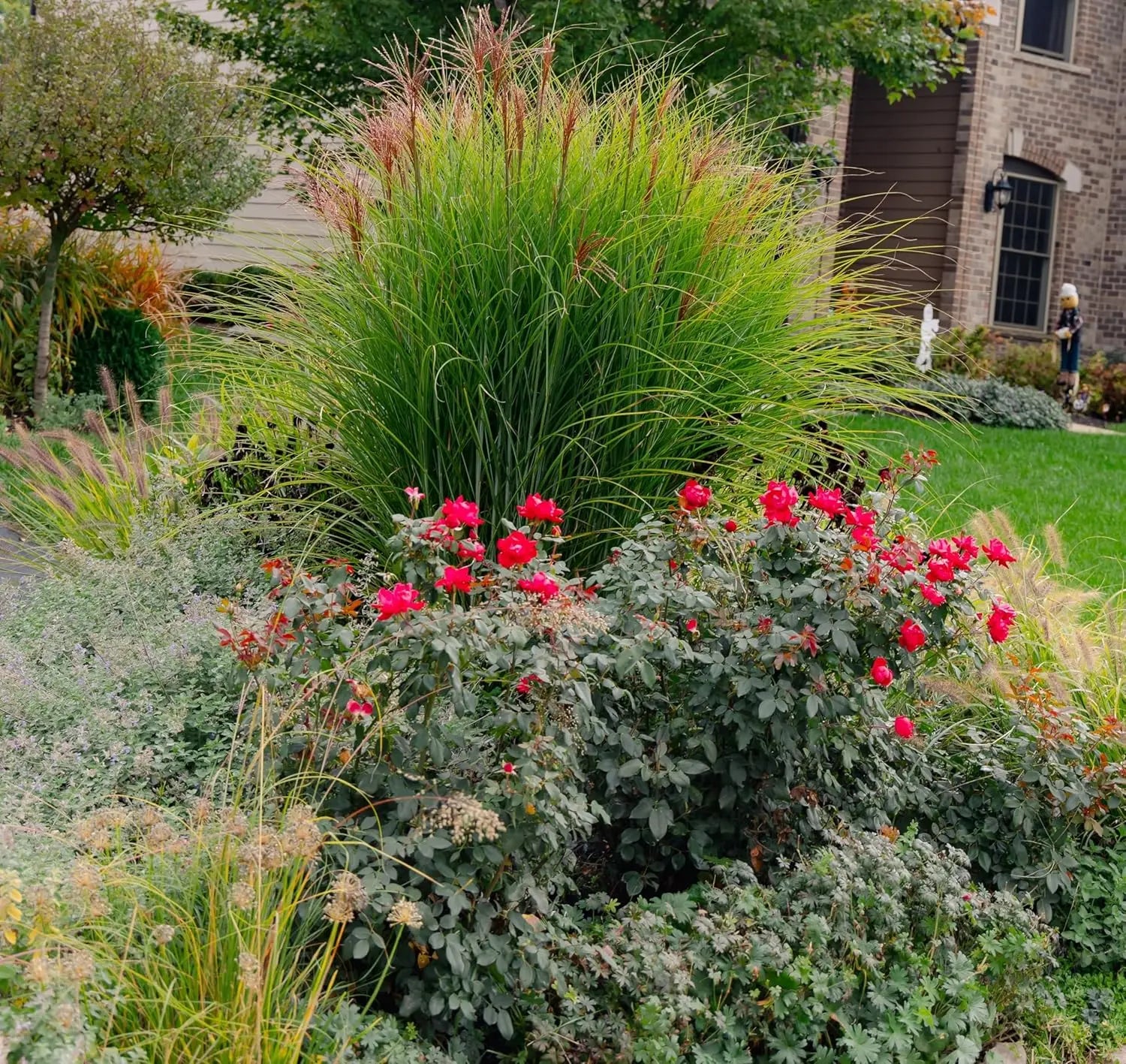 Ziergras Miscanthus sinensis 'Purpurascens' in XXL Topf, Stauden Gänge, mit rotem gefiedertem Laub, ideal für Garten und Balkon