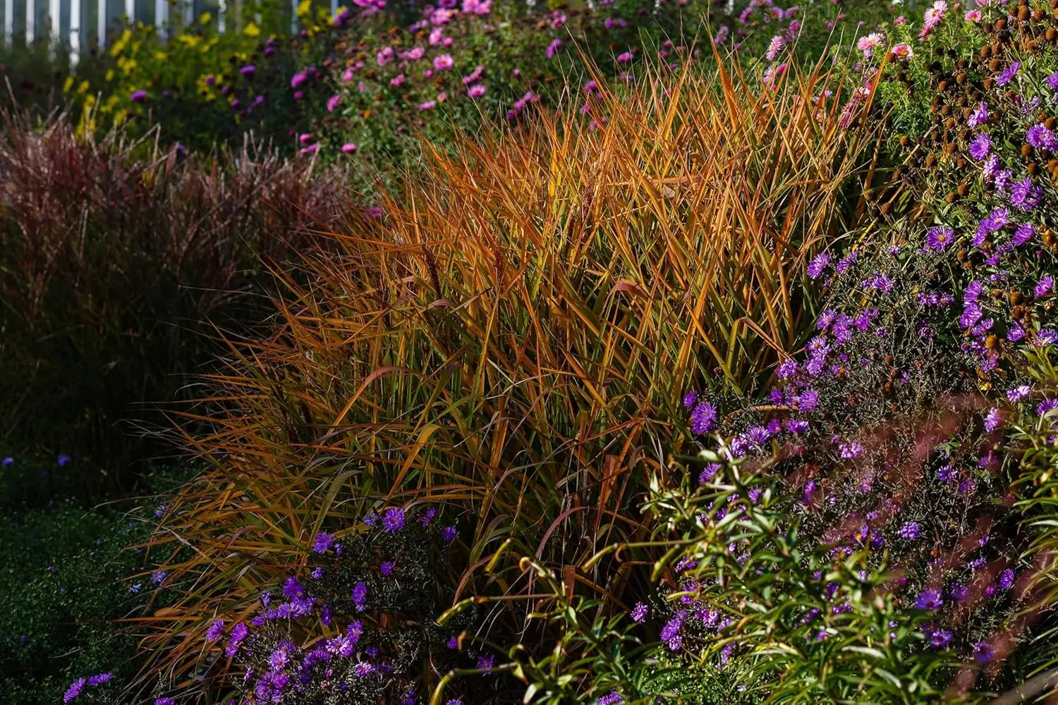 Ziergras Miscanthus sinensis 'Purpurascens' in XXL-Topf, Stauden Gänge, mit silber-violetten Blättern.