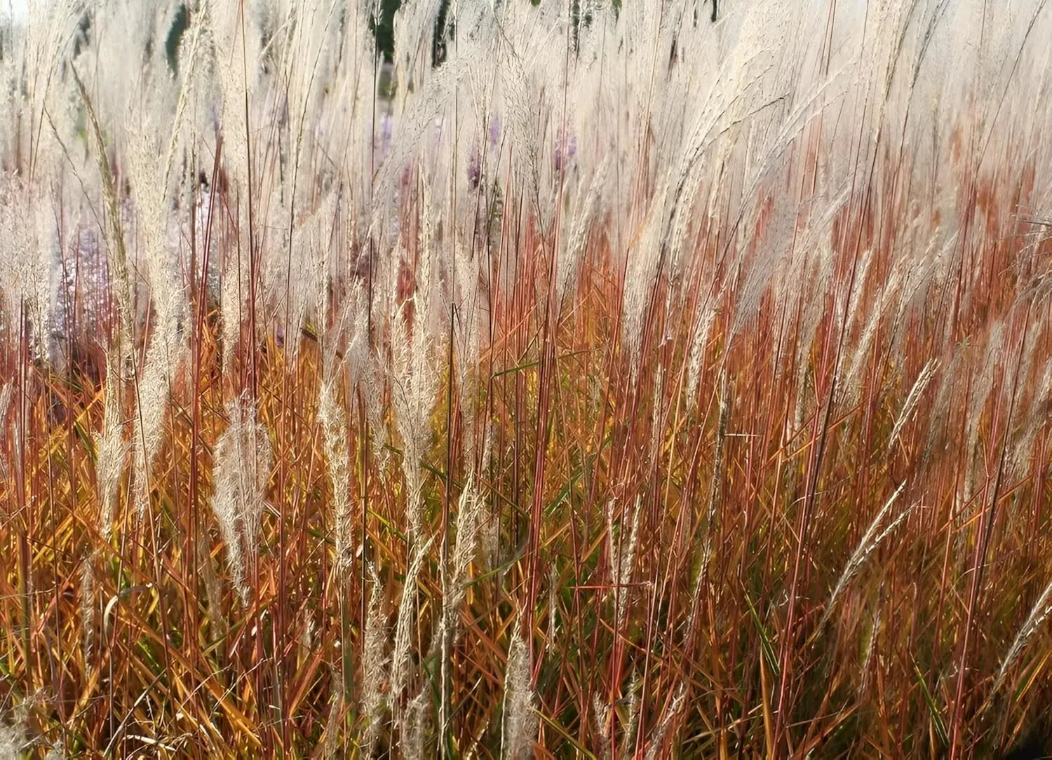 Ziergras Miscanthus sinensis 'Purpurascens' in XXL-Topf, Stauden Gänge, mit roten Blättern und hohen Halmen.