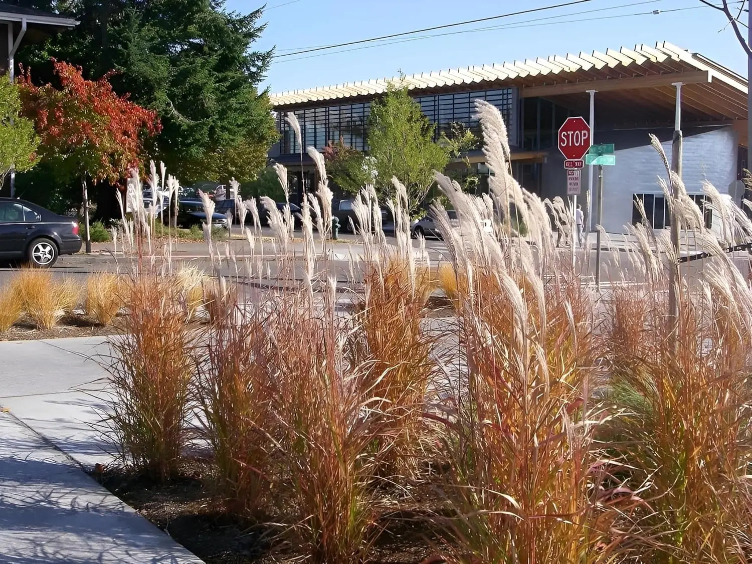 Ziergras Miscanthus sinensis 'Purpurascens' in XXL Topf, Stauden Gänge, mit roten Blättern und hohem Wuchs.