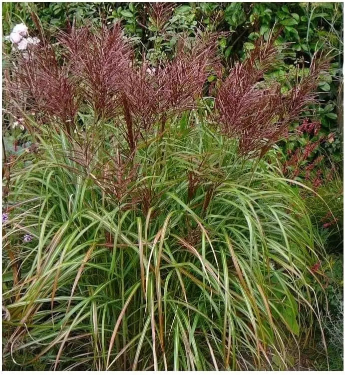 Rotes Chinaschilf Miscanthus sinensis 'Rotsilber' Ziergras von Stauden Gänge, mit silberroten Blättern und hohen Halmen.
