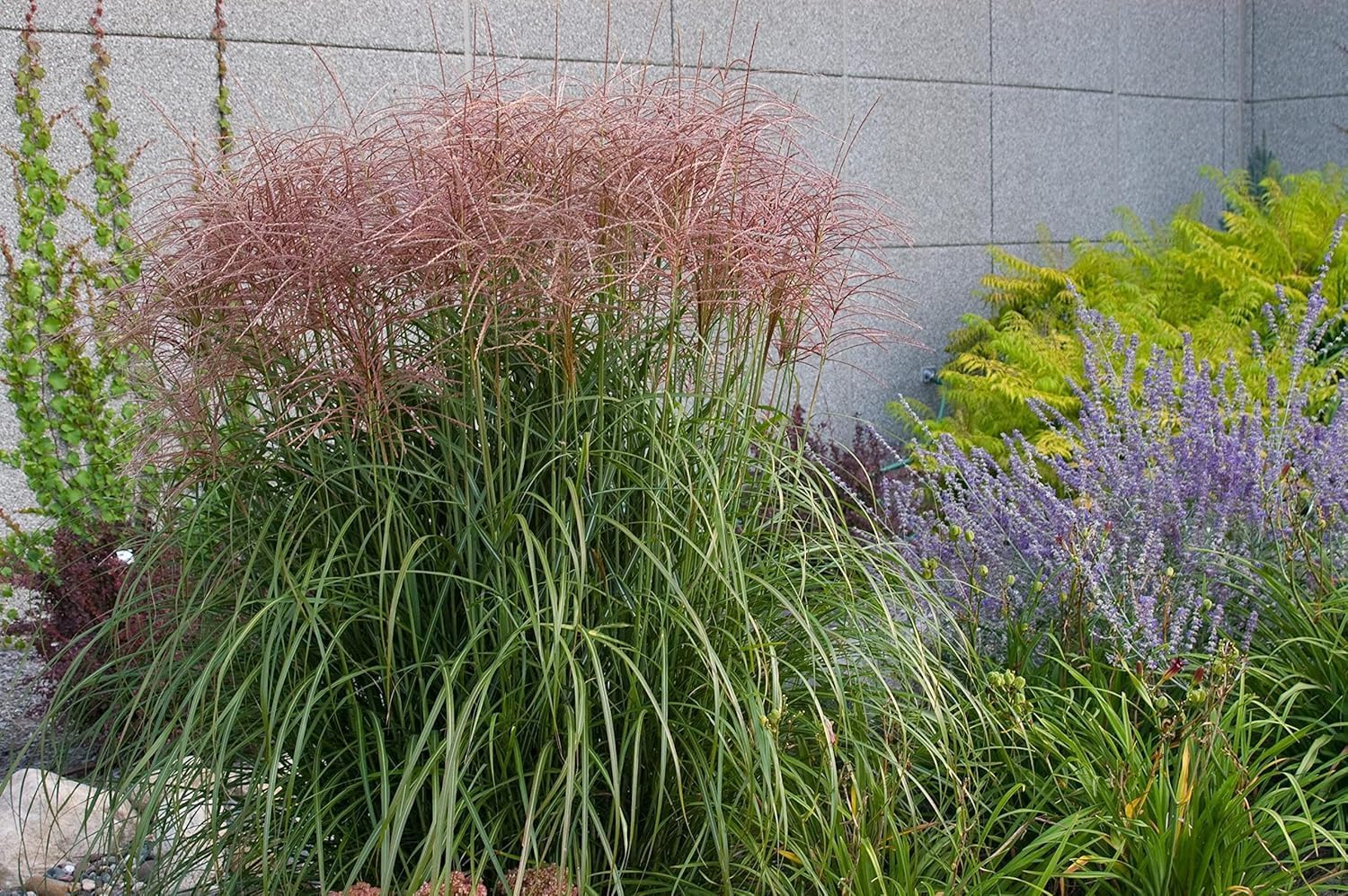 Miscanthus sinensis 'Rotsilber' ornamental grass with feathery plumes in a garden setting, showcasing its vibrant red tones.