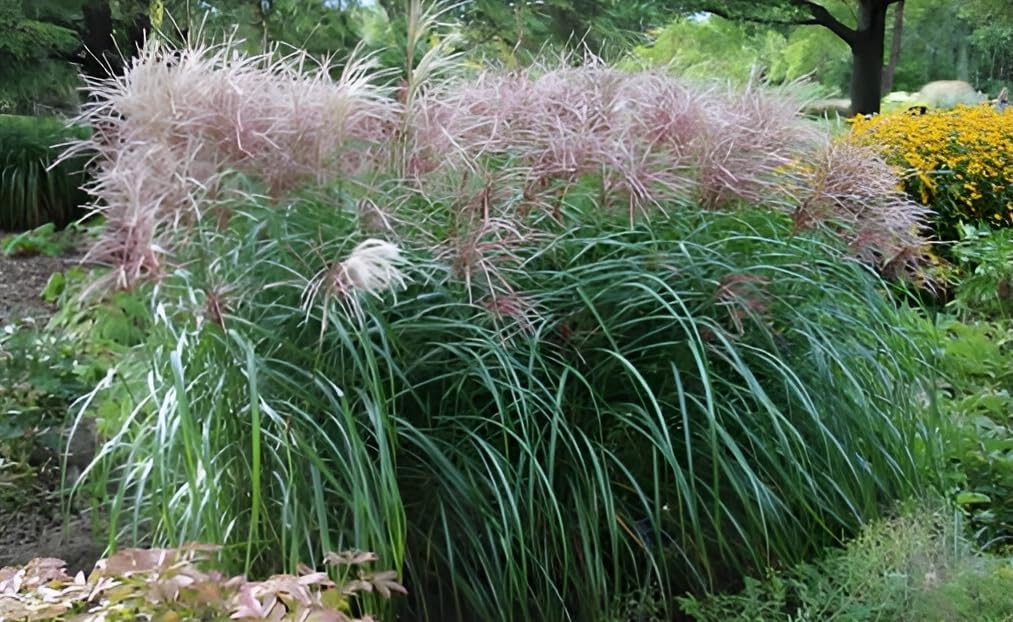 Miscanthus sinensis 'Rotsilber' Ziergras with tall, feathery plumes and lush green foliage in a garden setting.