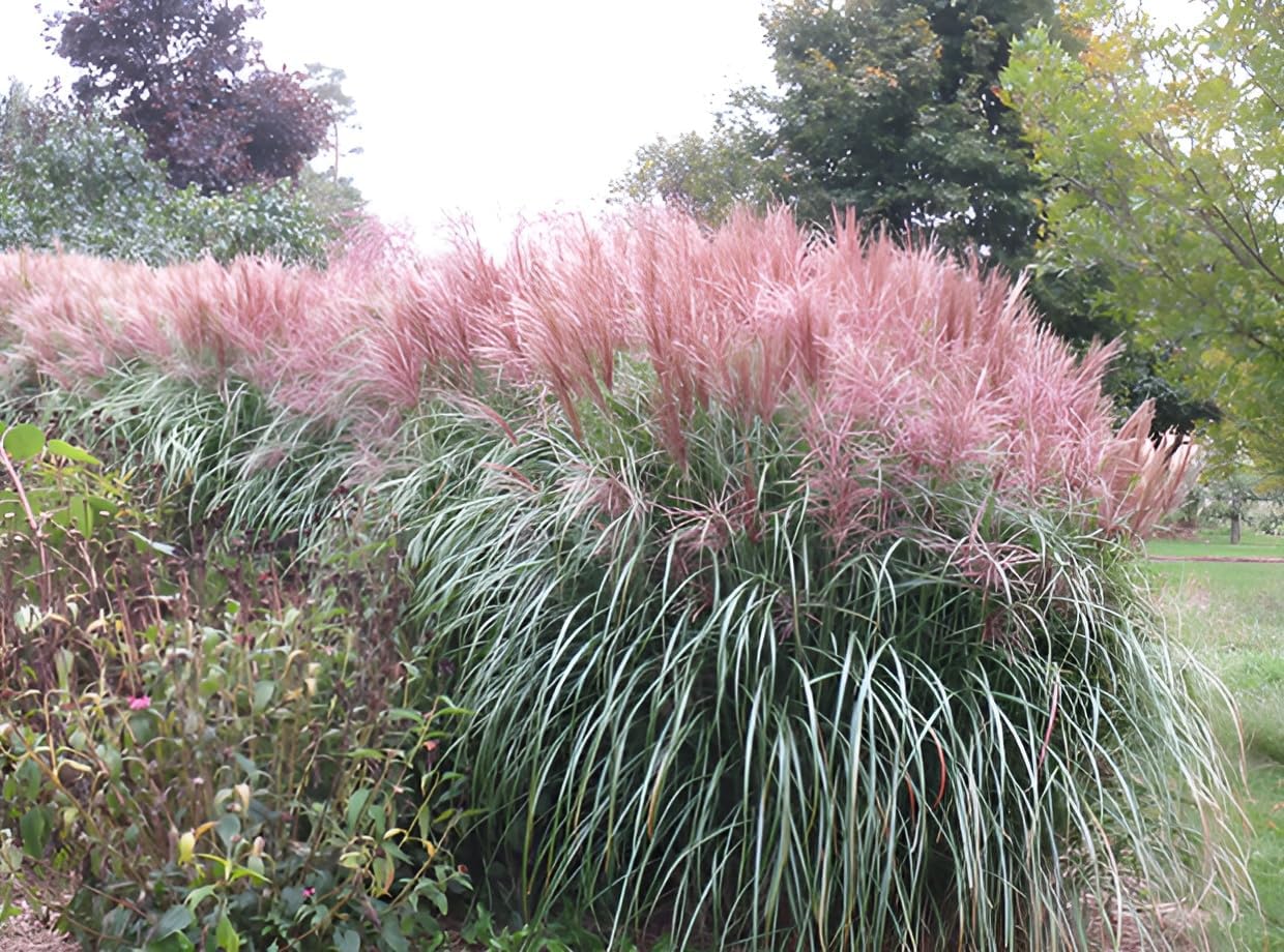 Miscanthus sinensis 'Rotsilber' ornamental grass with lush green foliage and striking red-tipped plumes.