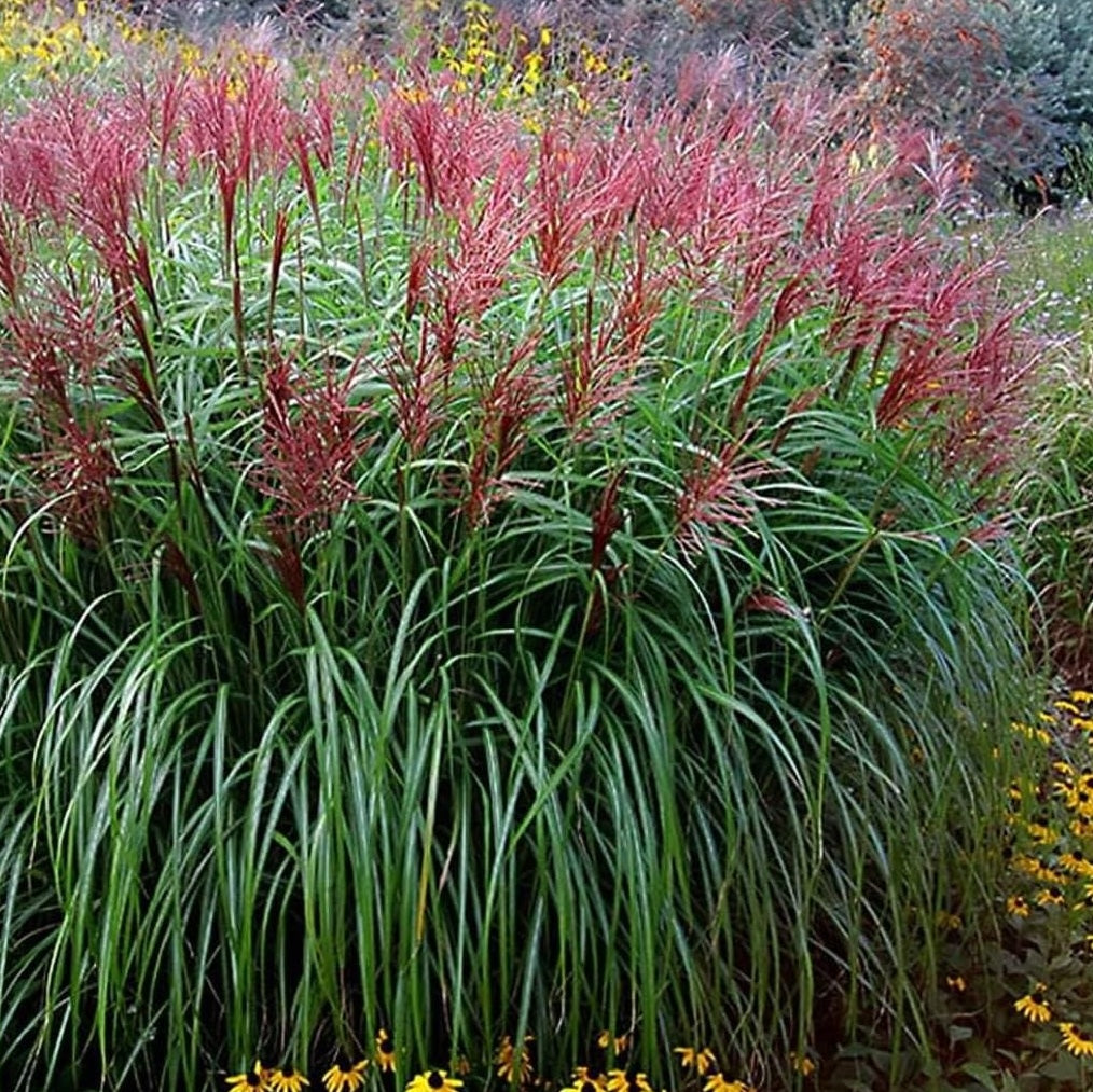 Miscanthus sinensis 'Rotsilber' / Rotes Chinaschilf - XXL Topf