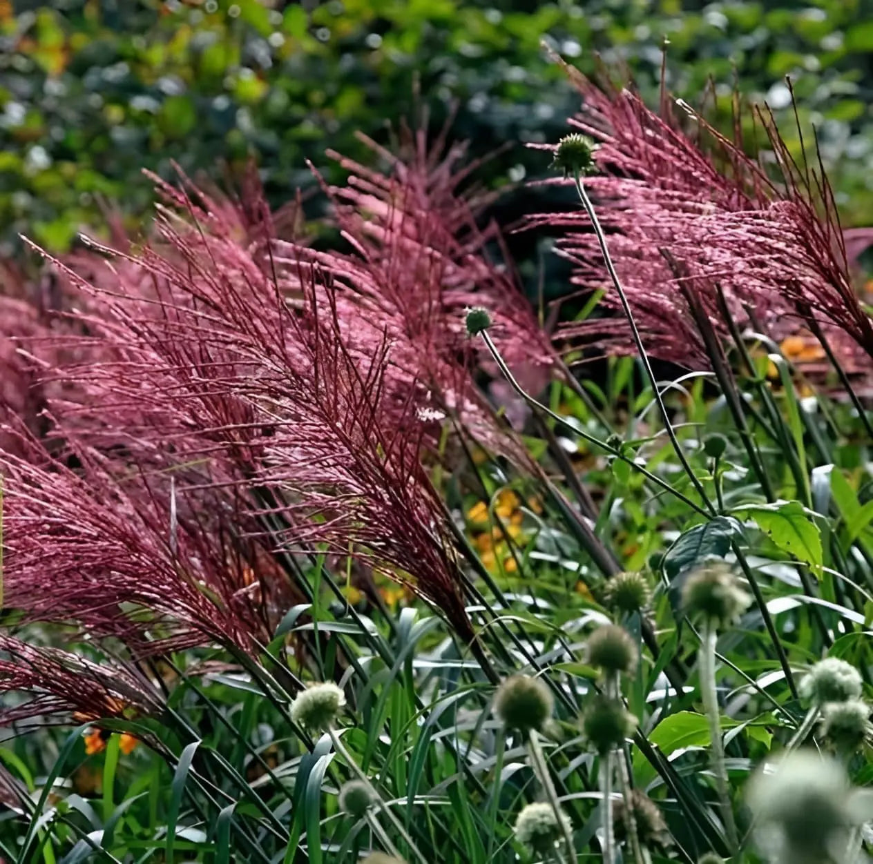Miscanthus sinensis 'Rotsilber' Rotes Chinaschilf in XXL Topf, Ziergras von Stauden Gänge, grün mit roten Silbertönen