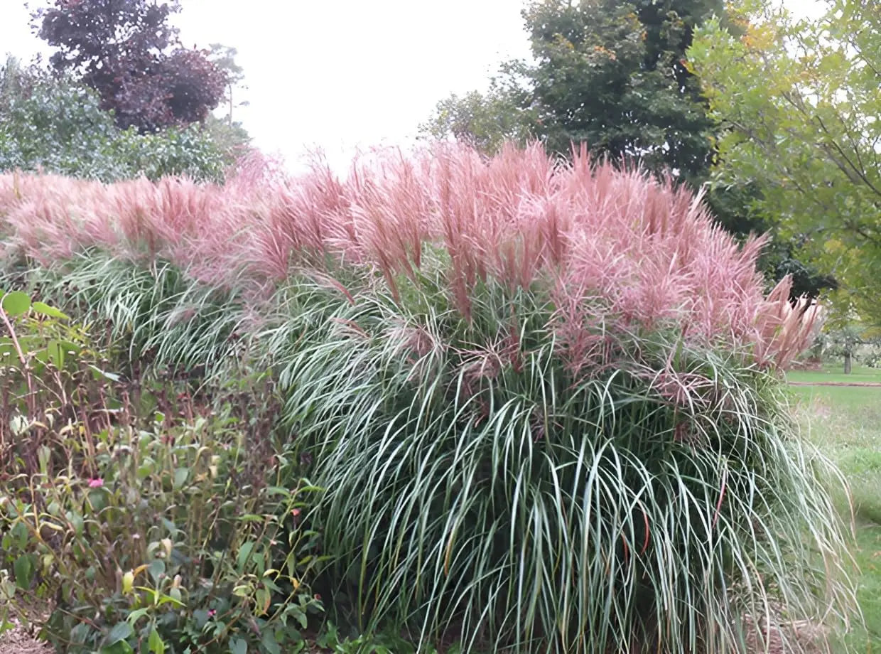 Miscanthus sinensis 'Rotsilber', rotes Chinaschilf, Ziergras in XXL Topf, Stauden Gänge, sommerliches Ziergras in Topfform