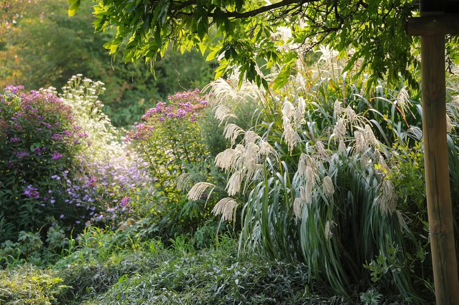 Ziergras Miscanthus sinensis 'Silberfeder' mit silbernen Blättern, Stauden Gänge, Chinaschilf im Garten vor hellem Himmel