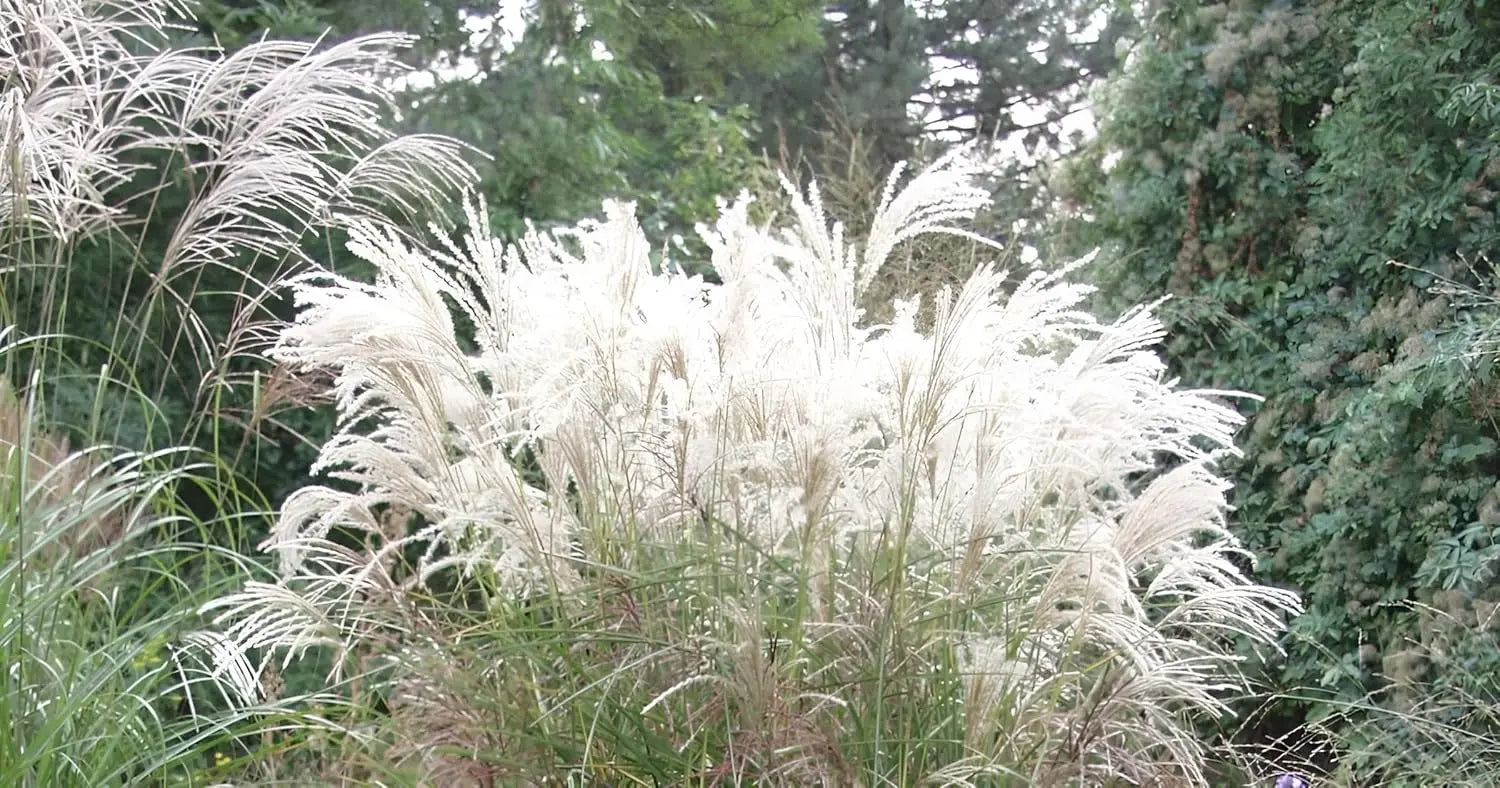 Ziergras Miscanthus sinensis 'Silberfeder' in XXL Topf, Chinaschilf, mit silbrigen Blättern, von Stauden Gänge.