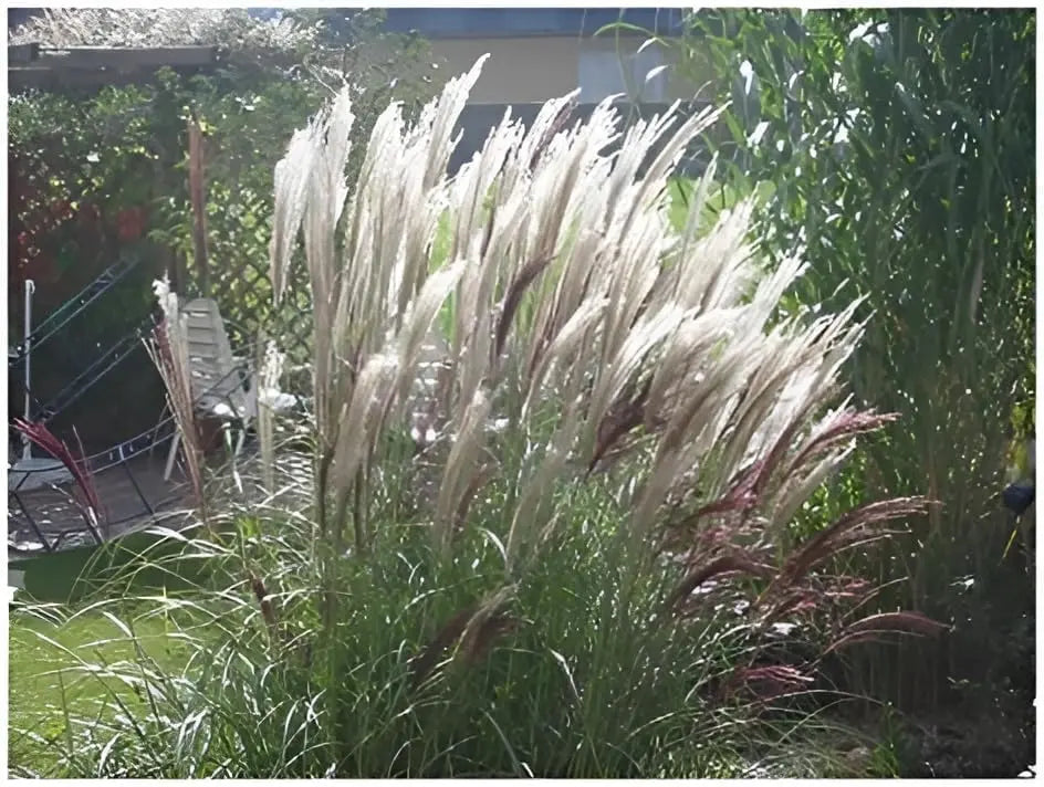 Ziergras Miscanthus sinensis 'Silberfeder' in XXL Topf, Chinaschilf, Stauden Gänge, mit silbrigen Blättern und hohem Wuchs