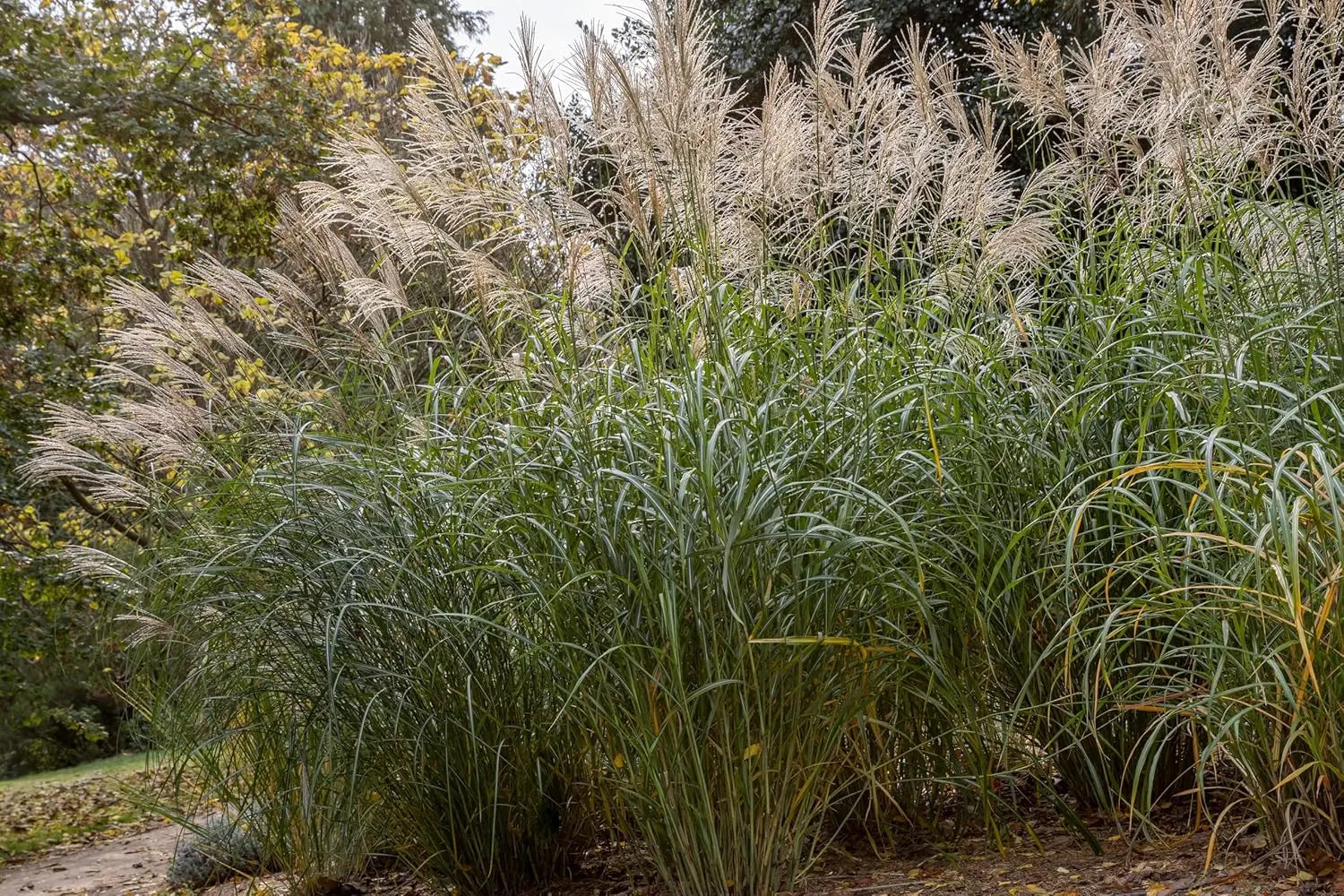 Ziergras Miscanthus sinensis 'Silberfeder' im XXL Topf, Stauden Gänge, mit silbrigen Blättern und hohen Halmen.