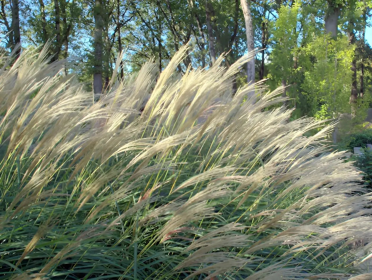 Miscanthus sinensis 'Silberfeder' – Chinaschilf Ziergras in XXL-Topf, silbrig gefiedertes, dekoratives Ziergras, Stauden Gänge