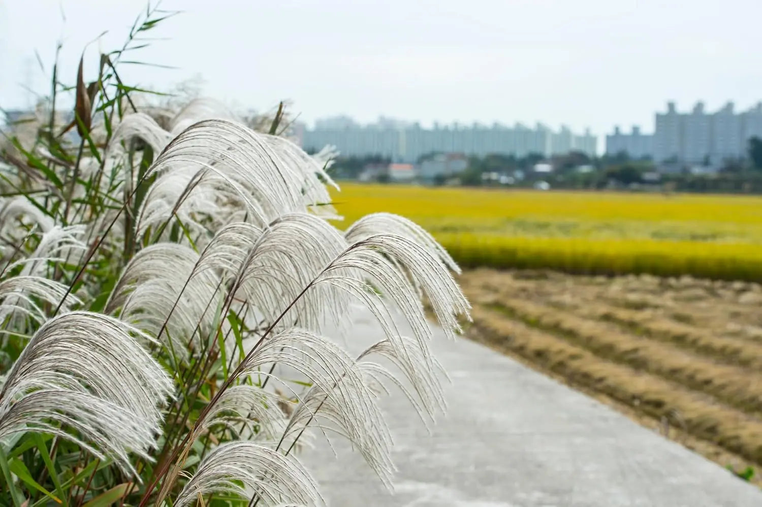 Ziergras Miscanthus sinensis 'Silberfeder' in XXL-Topf, Stauden Gänge, mit silbrigen Blättern und üppigem Wuchs.