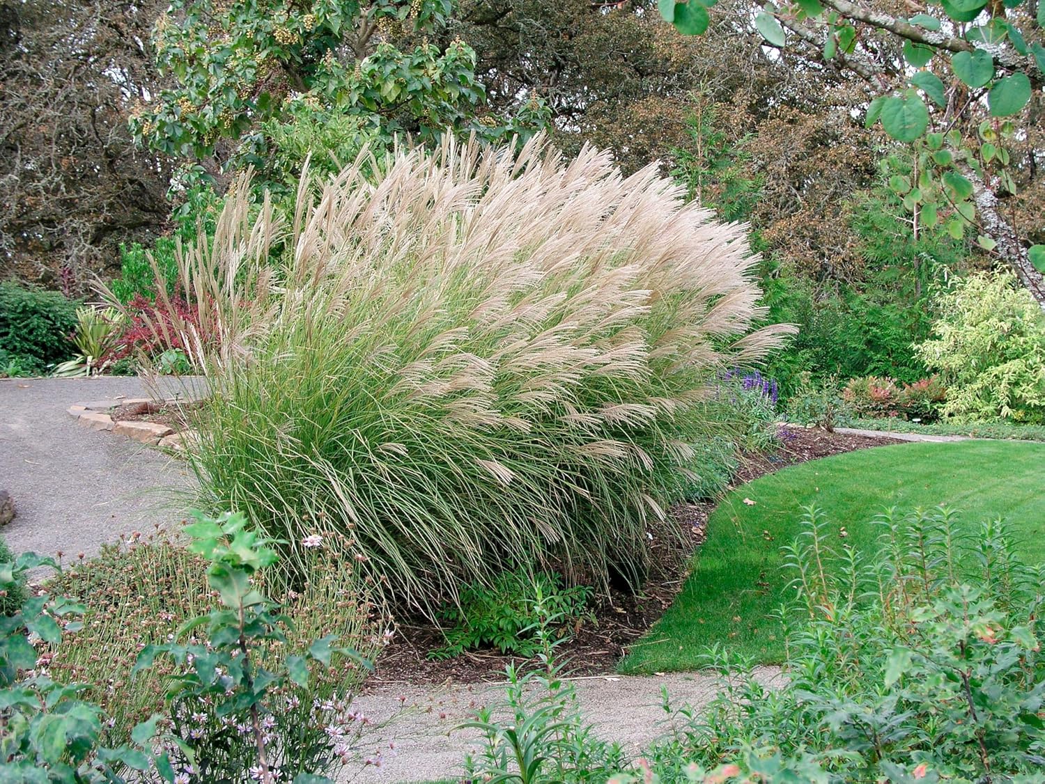 Miscanthus sinensis 'Silberspinne', a decorative grass with silvery plumes, against a green garden backdrop.