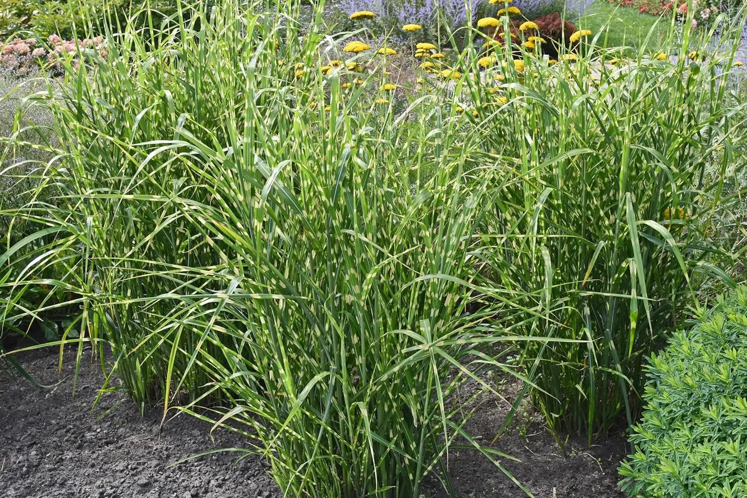 Ziergras Miscanthus sinensis 'Strictus' Zebraschilf in XXL Topf, grüner Grasstrauch mit gestreiftem Laub, von Stauden Gänge