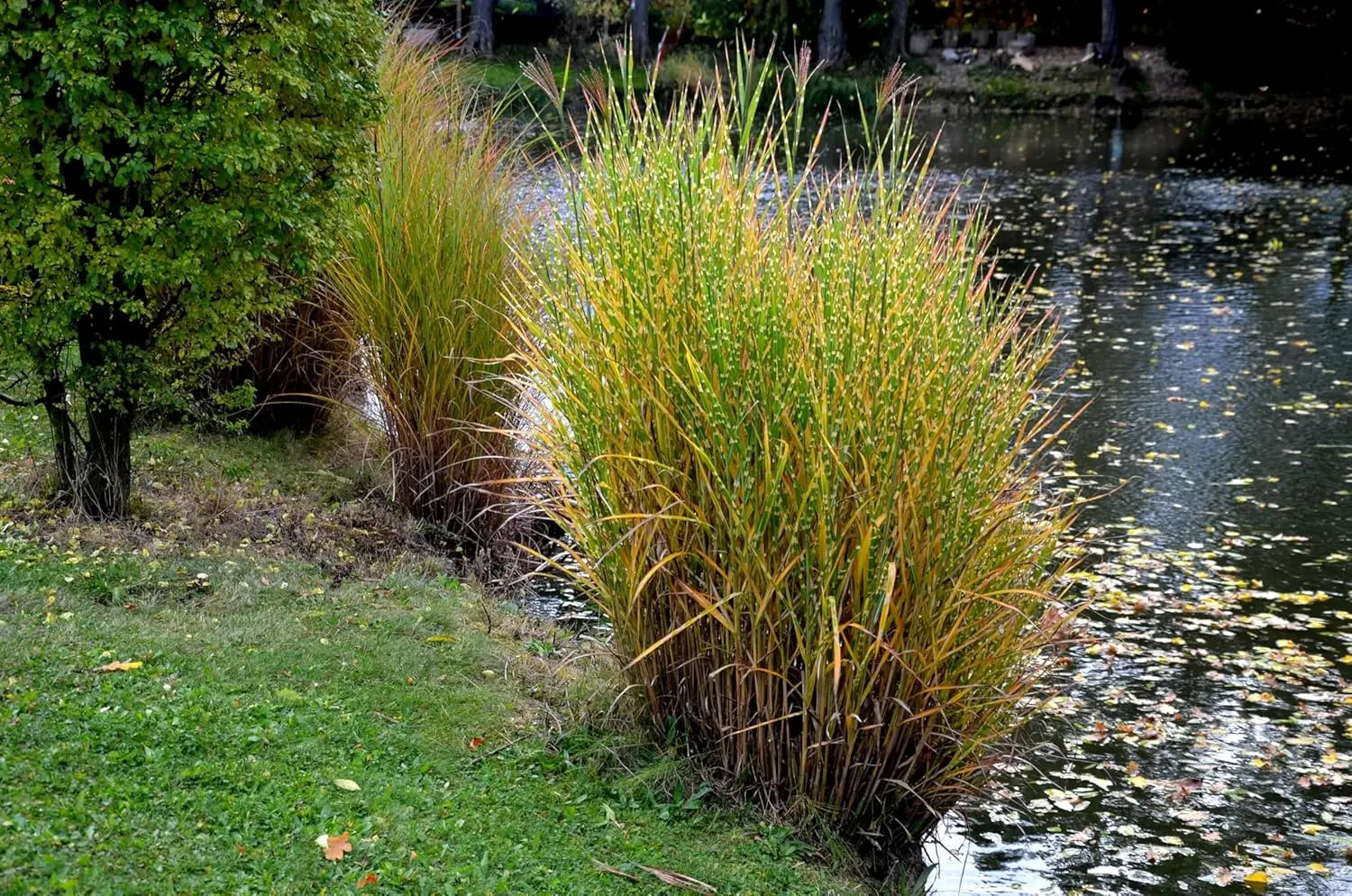 Zebraschilf Miscanthus sinensis 'Strictus' im XXL Topf, Ziergras von Stauden Gänge, große Pflanze mit gestreiftem Blattmuster