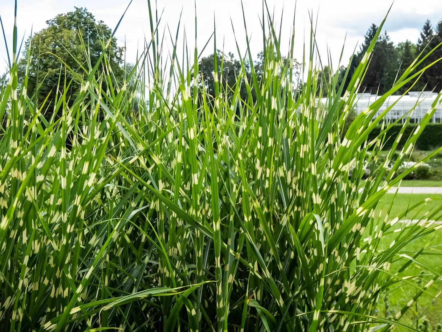 Ziergras Miscanthus sinensis 'Strictus' Zebraschilf im XXL Topf, grasartige Pflanze mit gestreiftem Laub, von Stauden Gänge.