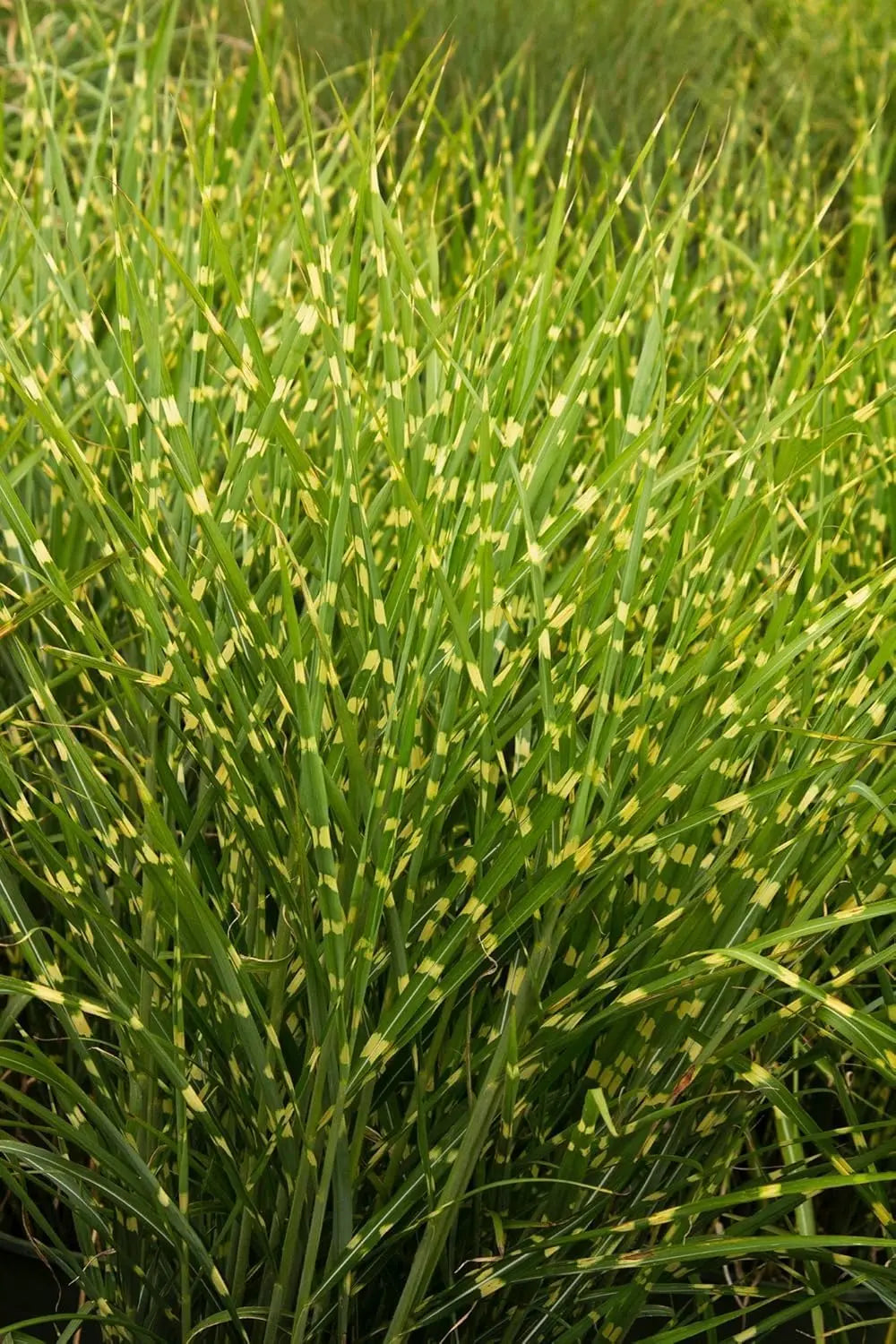 Ziergras Miscanthus sinensis 'Strictus' Zebraschilf in XXL Topf, dekoratives Stauden Gänge Ziergras, blickfangendes Gartenpflanze