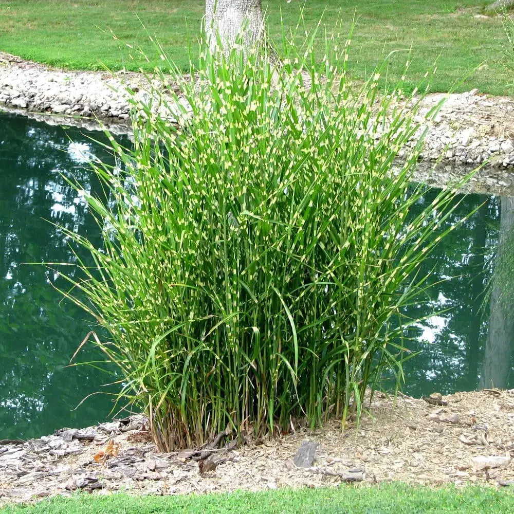 Ziergras Miscanthus sinensis 'Strictus' in XXL Topf, Zebraschilf, grüne und cremefarbene Streifen, lebendiges Ziergras von Stauden Gänge