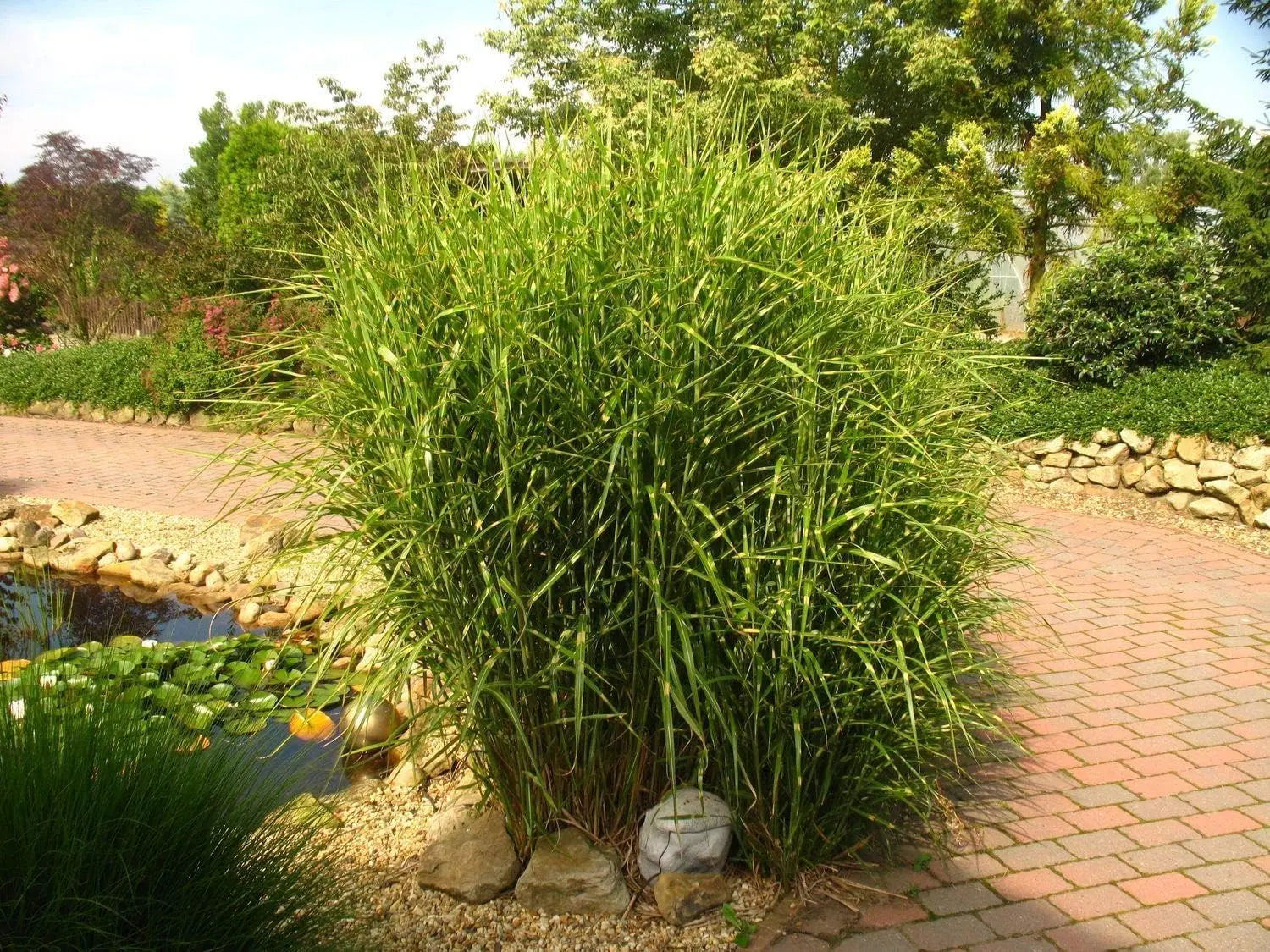 Zebraschilf Miscanthus sinensis 'Strictus' im XXL-Topf, Ziergras von Stauden Gänge, mit gestreiften Blättern und hohem Wuchs