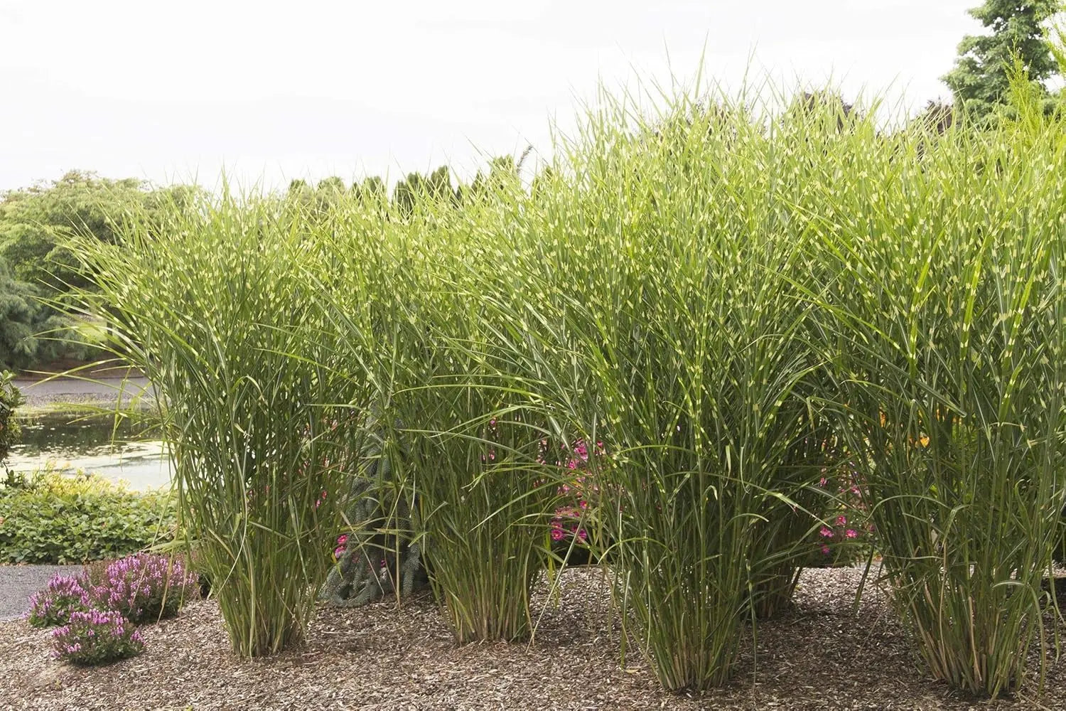 Ziergras Miscanthus sinensis 'Strictus' in XXL Topf, Zebraschilf, mit gestreiften Blättern, bei Stauden Gänge