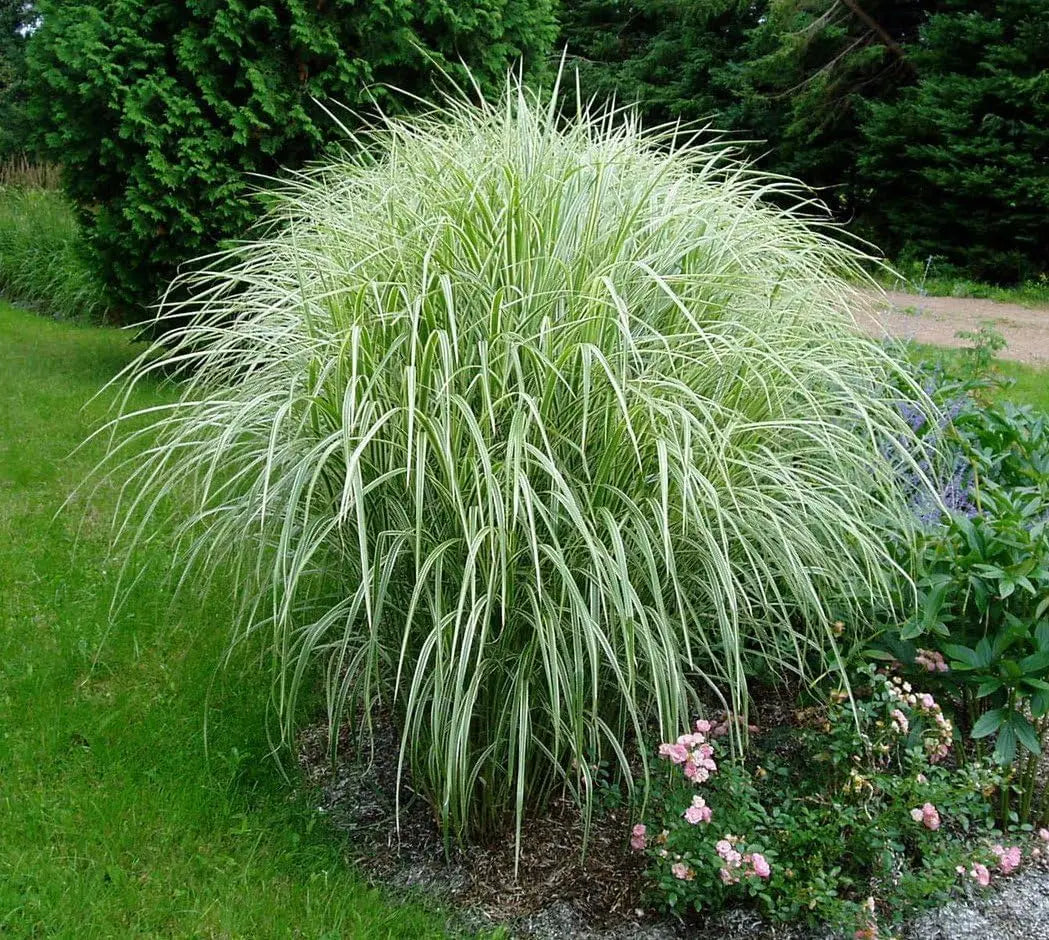 Ziergras Miscanthus sinensis 'Variegatus' mit weißgestreiften Blättern, Stauden Gänge, natürliche Gartenpflanze