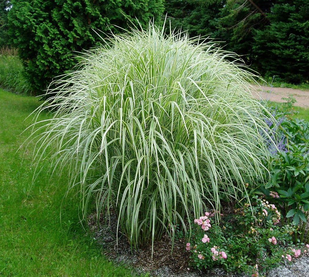 Weißgestreifter Chinaschilf, Miscanthus sinensis 'Variegatus', Ziergras in XXL-Topf, grün mit weißen Streifen, ideal für Staudenbeete