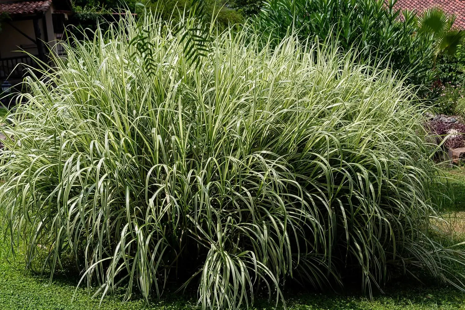 Ziergras Miscanthus sinensis 'Variegatus' in XXL Topf, weißgestreiftes Chinaschilf, dekoratives Ziergras von Stauden Gänge