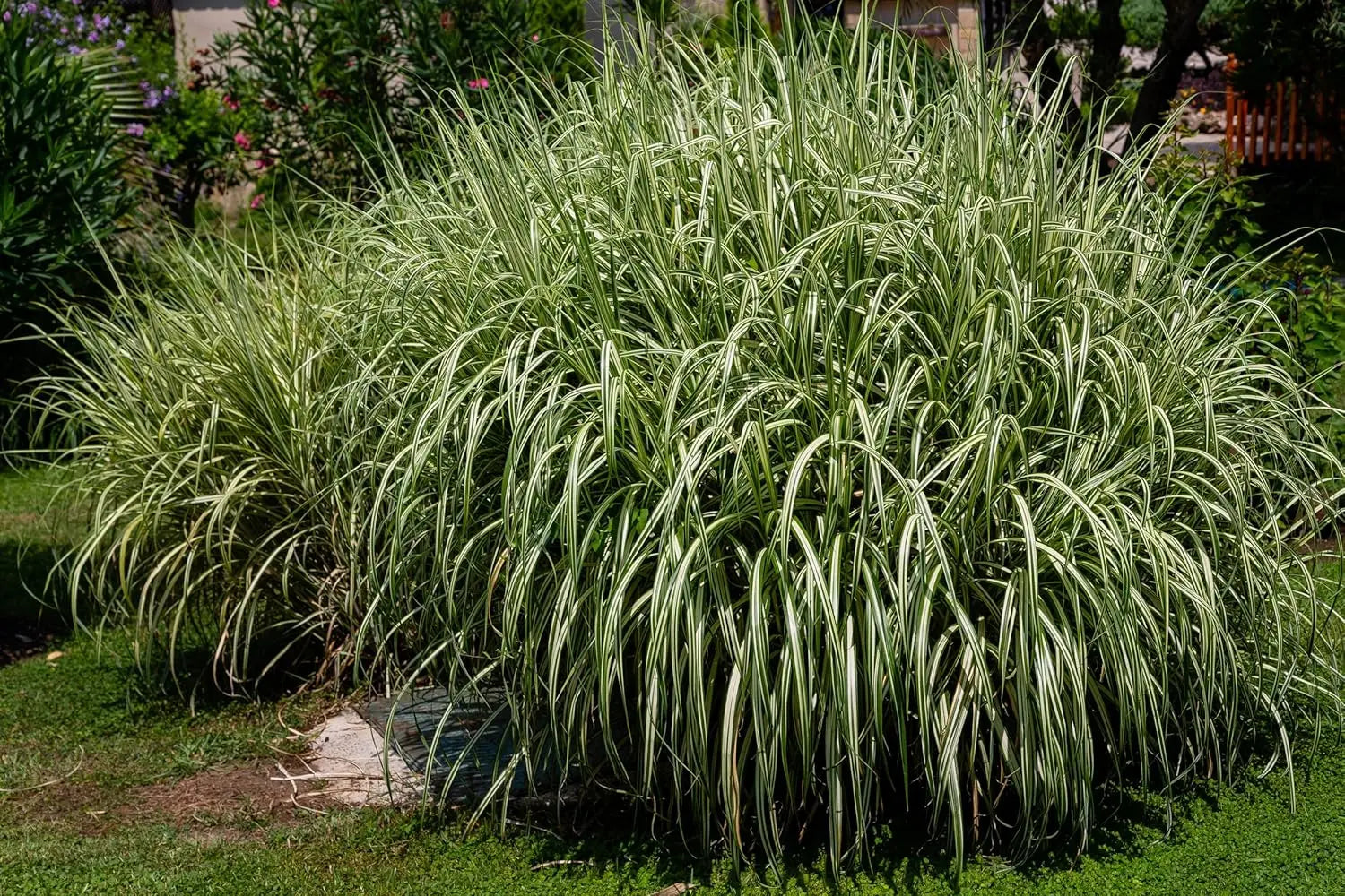Ziergras Miscanthus sinensis 'Variegatus' mit weißen Streifen, im XXL Topf, Stauden Gänge, dekoratives Chinaschilf in Topf.