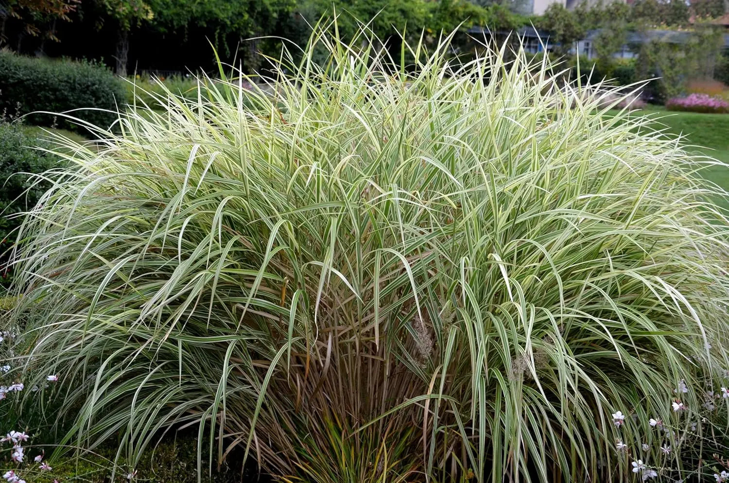 Ziergras Miscanthus sinensis 'Variegatus' mit weißgestreiften Blättern in XXL-Topf, Stauden Gänge, dekoratives Ziergras