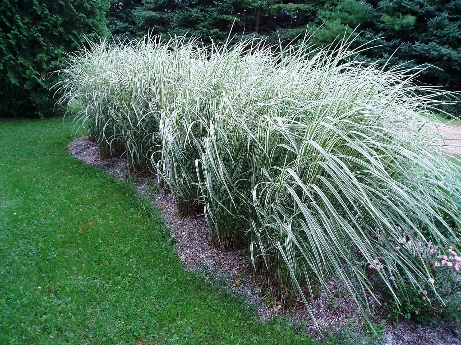 Ziergras Miscanthus sinensis 'Variegatus' mit weißgestreiftem Laub im XXL Topf, dekoratives Stauden Gänge Ziergras.