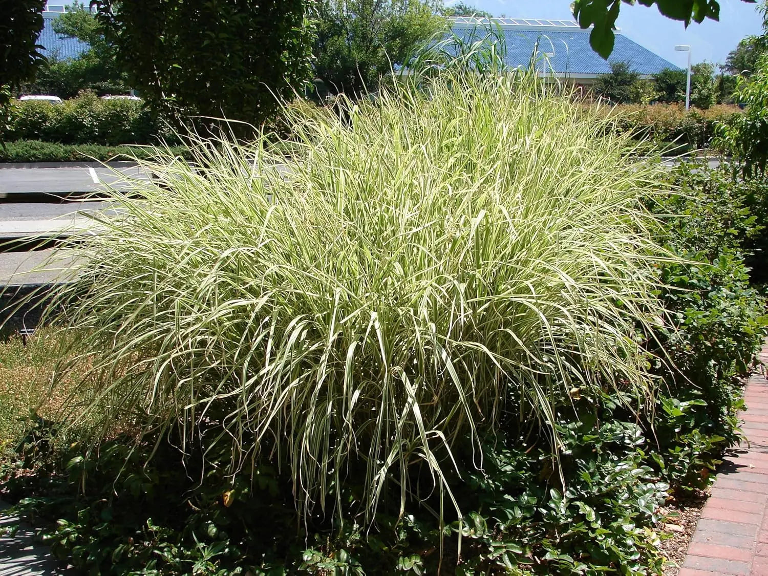 Weißgestreiftes Chinaschilf Miscanthus sinensis 'Variegatus' in XXL-Topf, Ziergras mit dekorativen gestreiften Blättern.