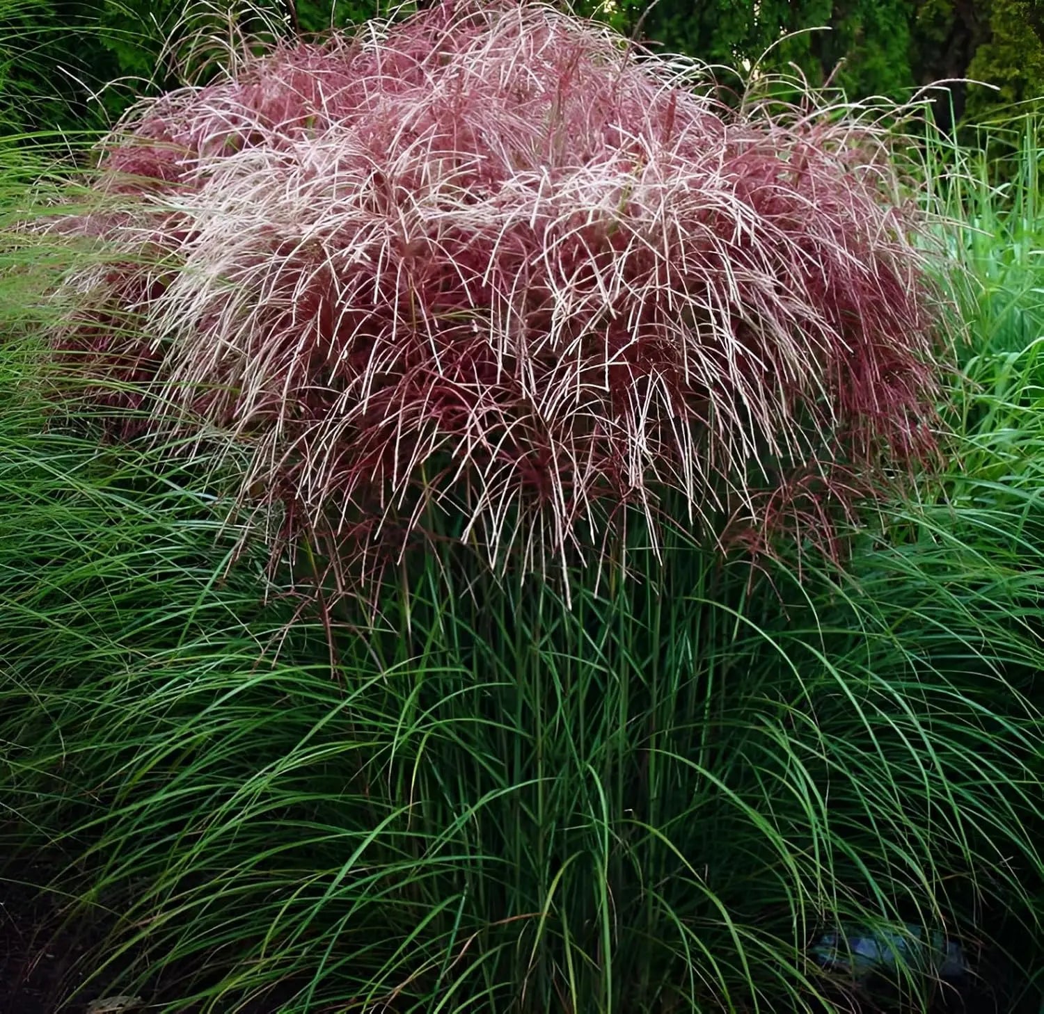 Rotes Chinaschilf Miscanthus sinensis 'Versammlung', ein Ziergras mit roten, hohen Blättern und schilfartigem Wuchs, Stauden Gänge
