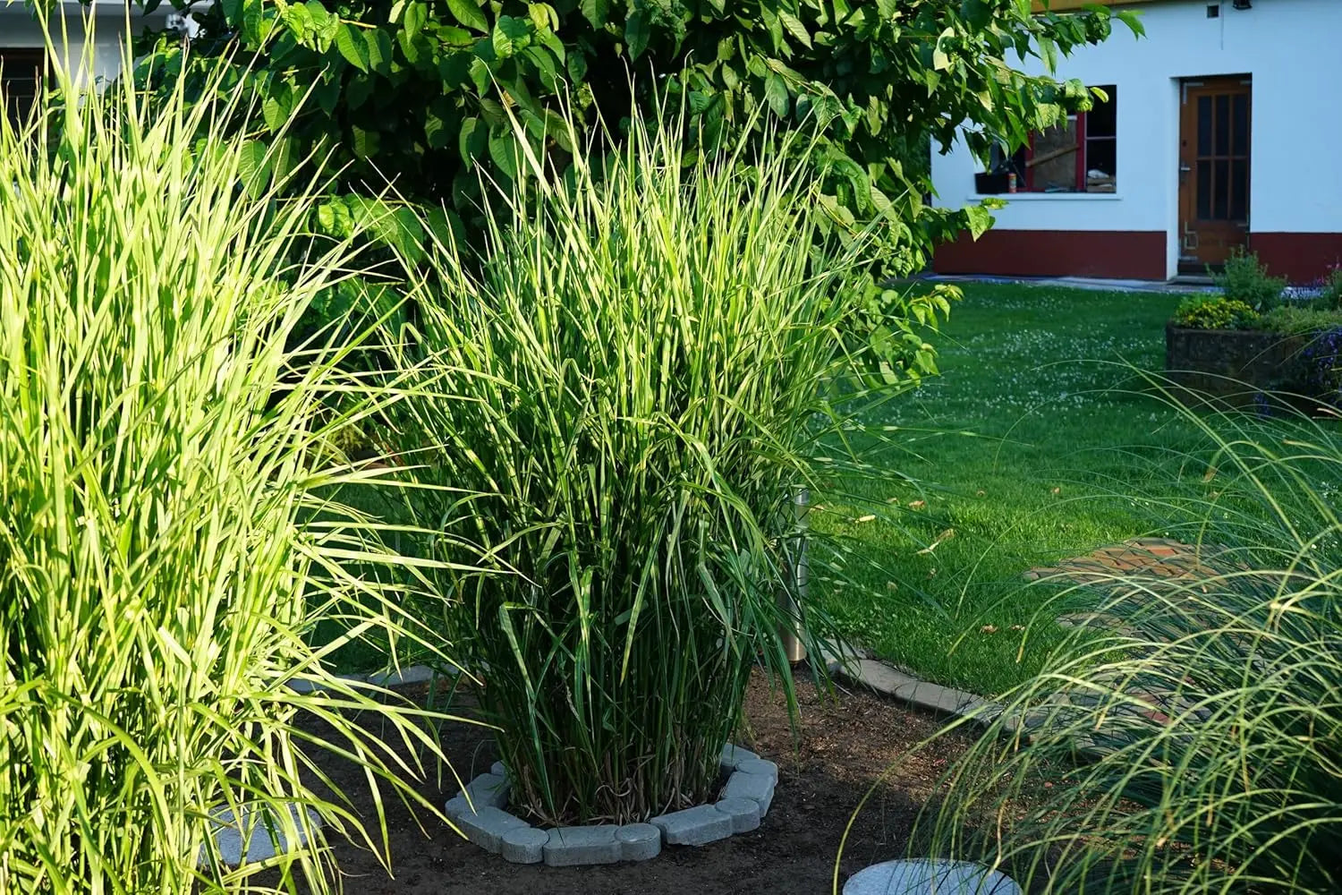Ziergras Miscanthus sinensis 'Zebrinus' mit gestreiften Blättern, überhängendes Zebra-Chinaschilf, Stauden Gänge