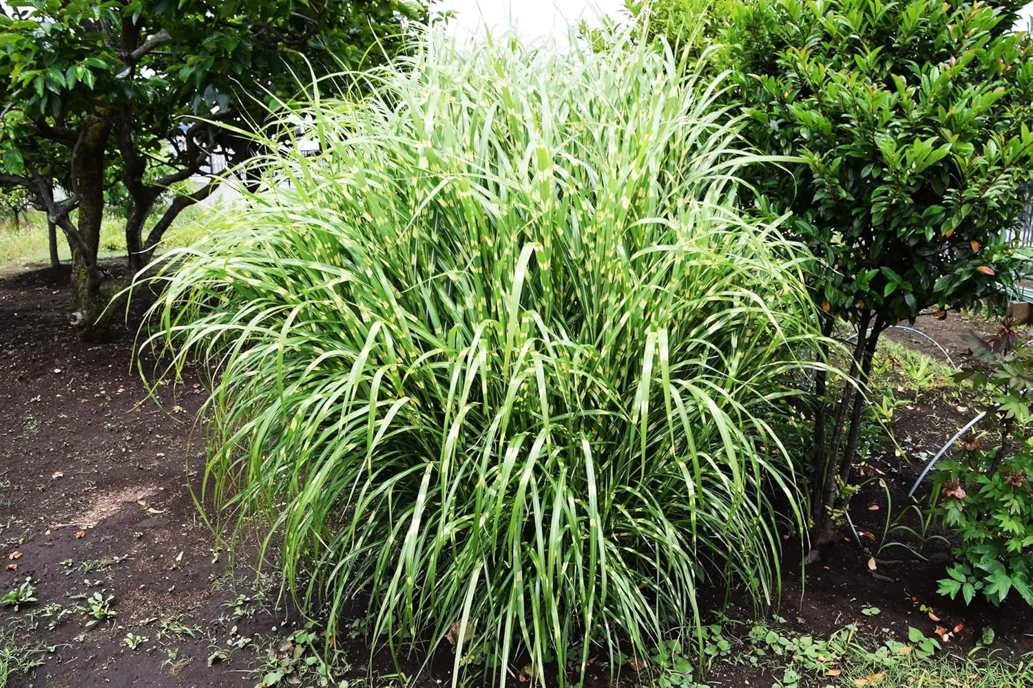 Ziergras Miscanthus sinensis 'Zebrinus' mit schwingendem, zebra-gestreiftem Laub, von Stauden Gänge, im Garten.