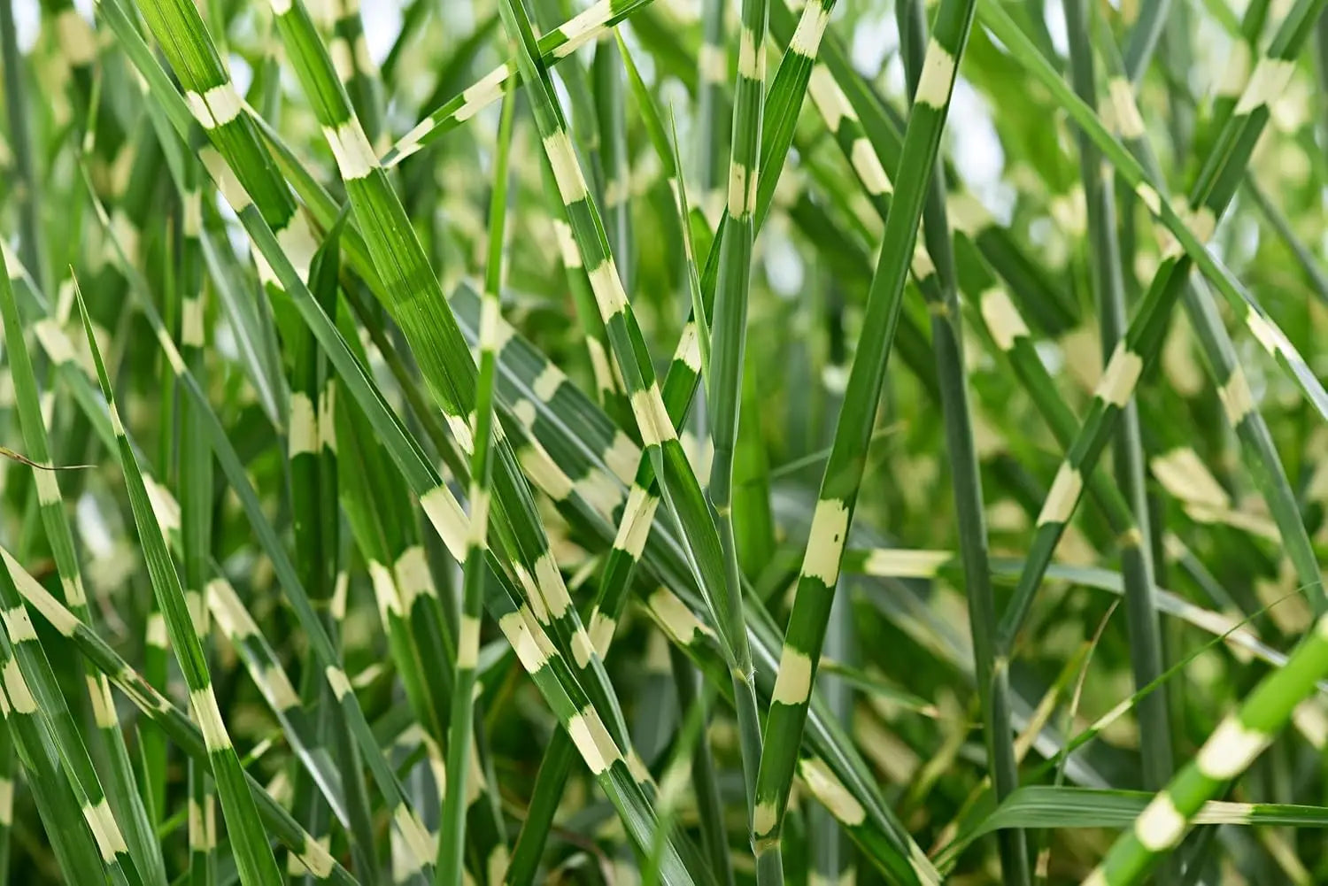 Ziergras Miscanthus sinensis 'Zebrinus' mit schräg wachsenden, gestreiften Blättern, von Stauden Gänge, Nahaufnahme.