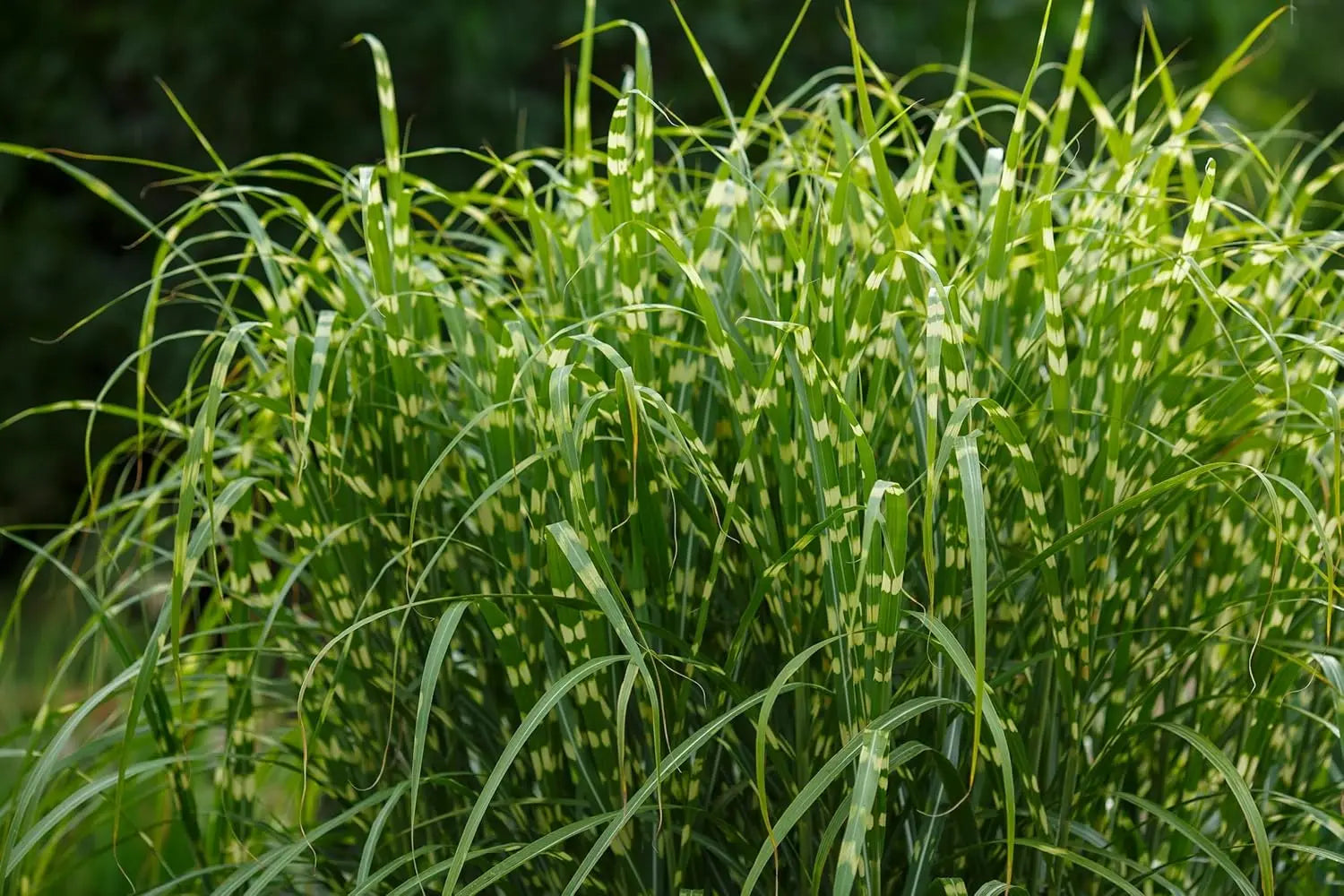 Ziergras Miscanthus sinensis 'Zebrinus' mit schmalen, gestreiften Blättern, überhängend, von Stauden Gänge.