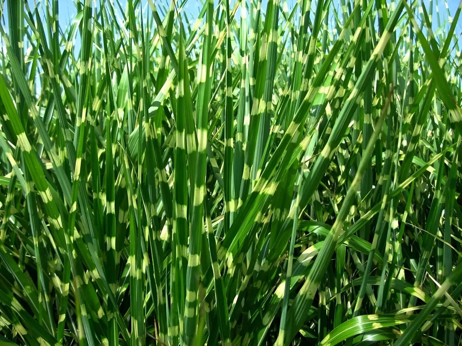 Ziergras Miscanthus sinensis 'Zebrinus' mit überhängenden, schmalen Blättern und auffälligem Zebra-Muster, Stauden Gänge.