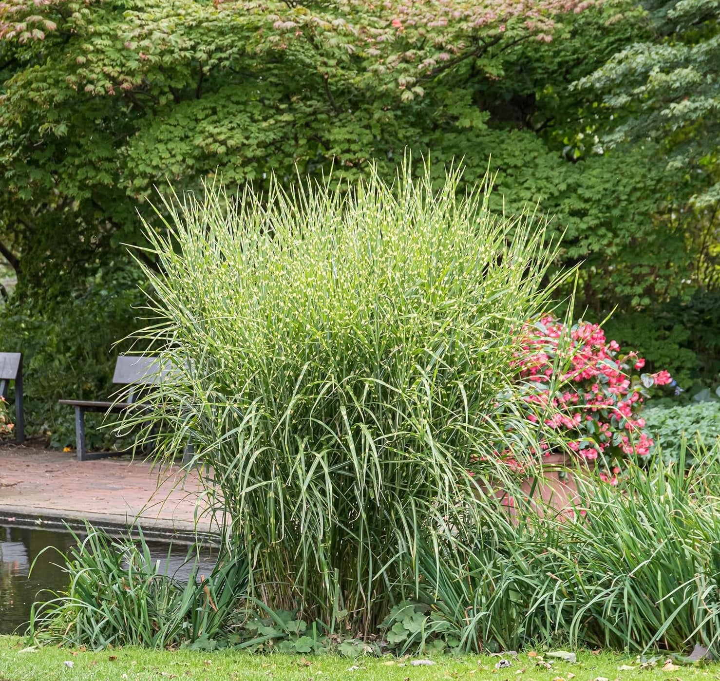 Ziergras Miscanthus sinensis 'Zebrinus' in XXL Topf, überhängendes Zebra-Chinaschilf mit gestreiftem Laub, von Stauden Gänge
