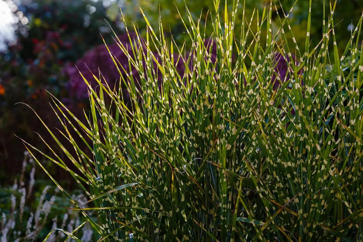 Ziergras Miscanthus sinensis 'Zebrinus' im XXL Topf, überhängendes Zebra-Chinaschilf, grüne Blätter mit gelben Streifen, große Pflanze
