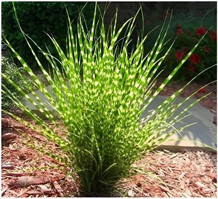 Ziergras Miscanthus sinensis 'Zebrinus' im XXL Topf, überhängendes Zebra Chinaschilf mit gestreiften Blättern, Stauden Gänge.