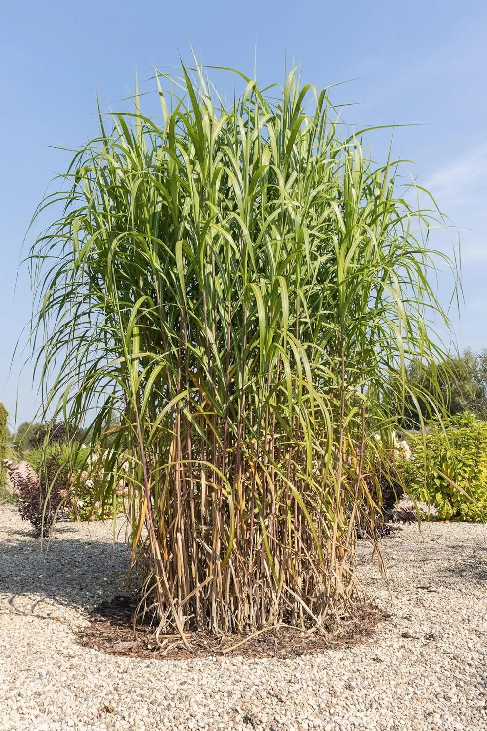 Ziergras Miscanthus x giganteus, Riesenchinaschilf, Elefantengras von Stauden Gänge, mit langen, schmalen Blättern im Garten.