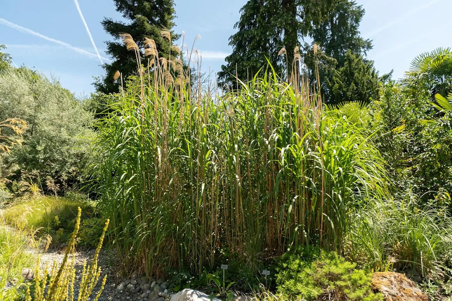 Ziergras Miscanthus x giganteus, Riesenchinaschilf, Elefantengras von Stauden Gänge, grüne Blätter mit hohem Wuchs