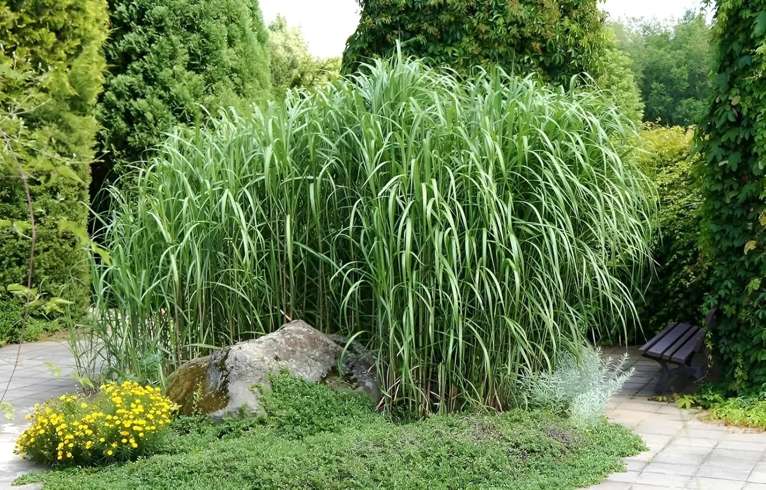 Großes Miscanthus x giganteus Ziergras im XXL Topf, Elefantengras, von Stauden Gänge, grünes, hohes Ziergras.